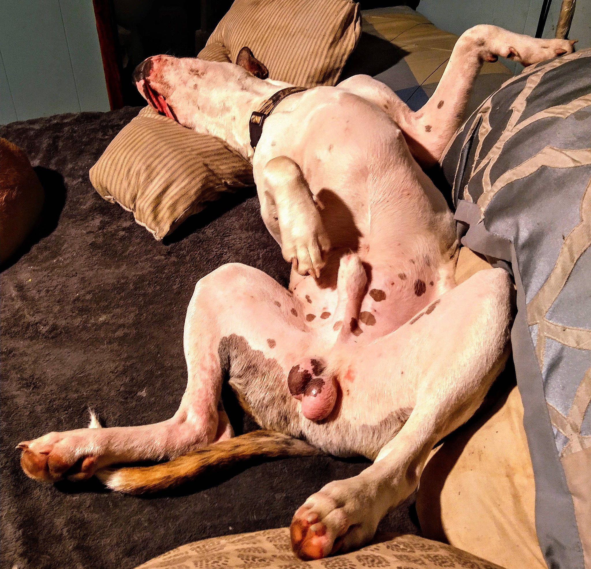 Apollo joined the competition — help win amazing prizes! art, barechested, barefoot, chest, comfort, flesh, flooring, foot, fun, human_body, human_leg, knee, leg, room, thigh, wood, wrist