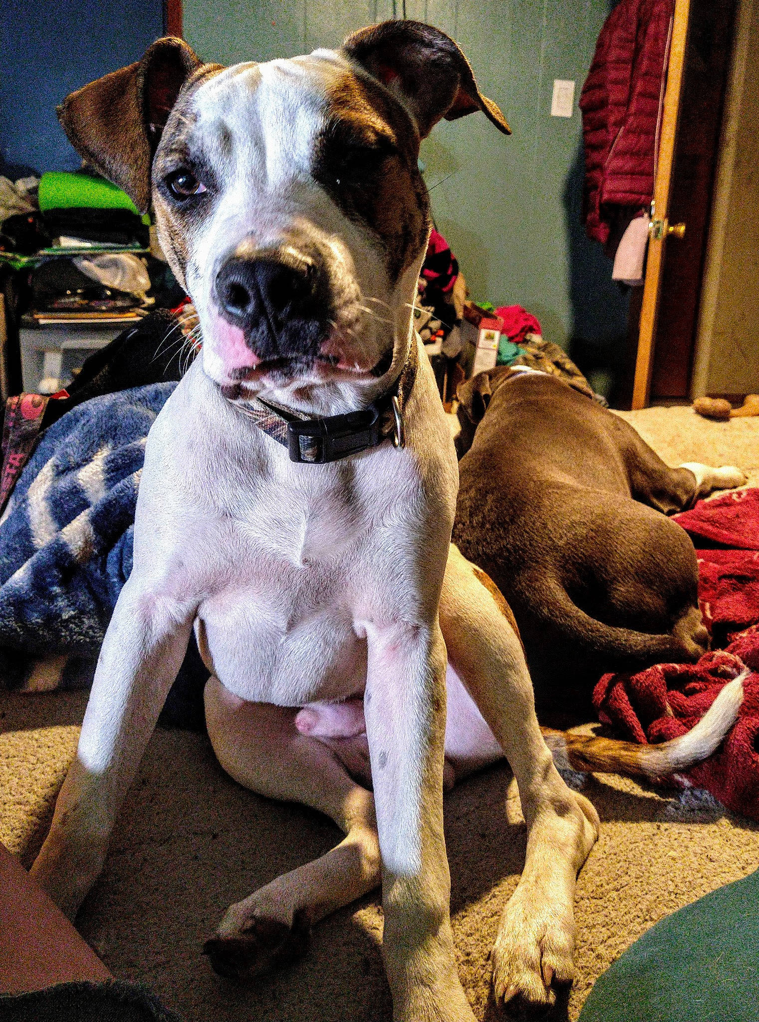 Apollo is registered to the contest to win money with this photo: ancient_dog_breeds, canidae, carnivore, collar, companion_dog, dog, dog_breed, dog_collar, dog_supply, fawn, guard_dog, leash, non_sporting_group, pet_supply, snout, sporting_group, whiskers, working_animal, working_dog