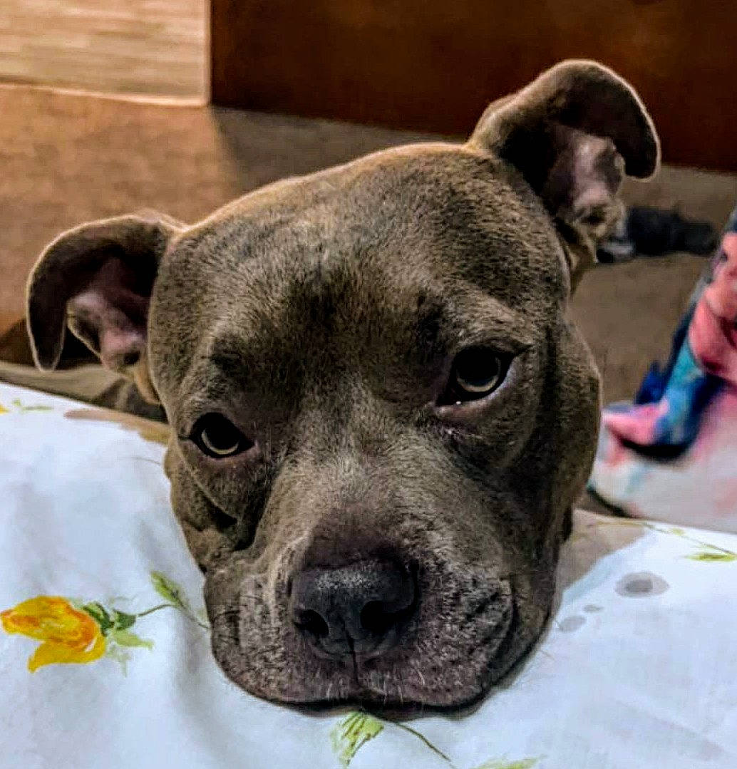 Athena joined the competition — help win amazing prizes! ancient_dog_breeds, canidae, carnivore, collar, comfort, companion_dog, dog, dog_breed, ear, fawn, non_sporting_group, pet_supply, plant, snout, sporting_group, terrestrial_animal, whiskers, working_animal, working_dog, wrinkle