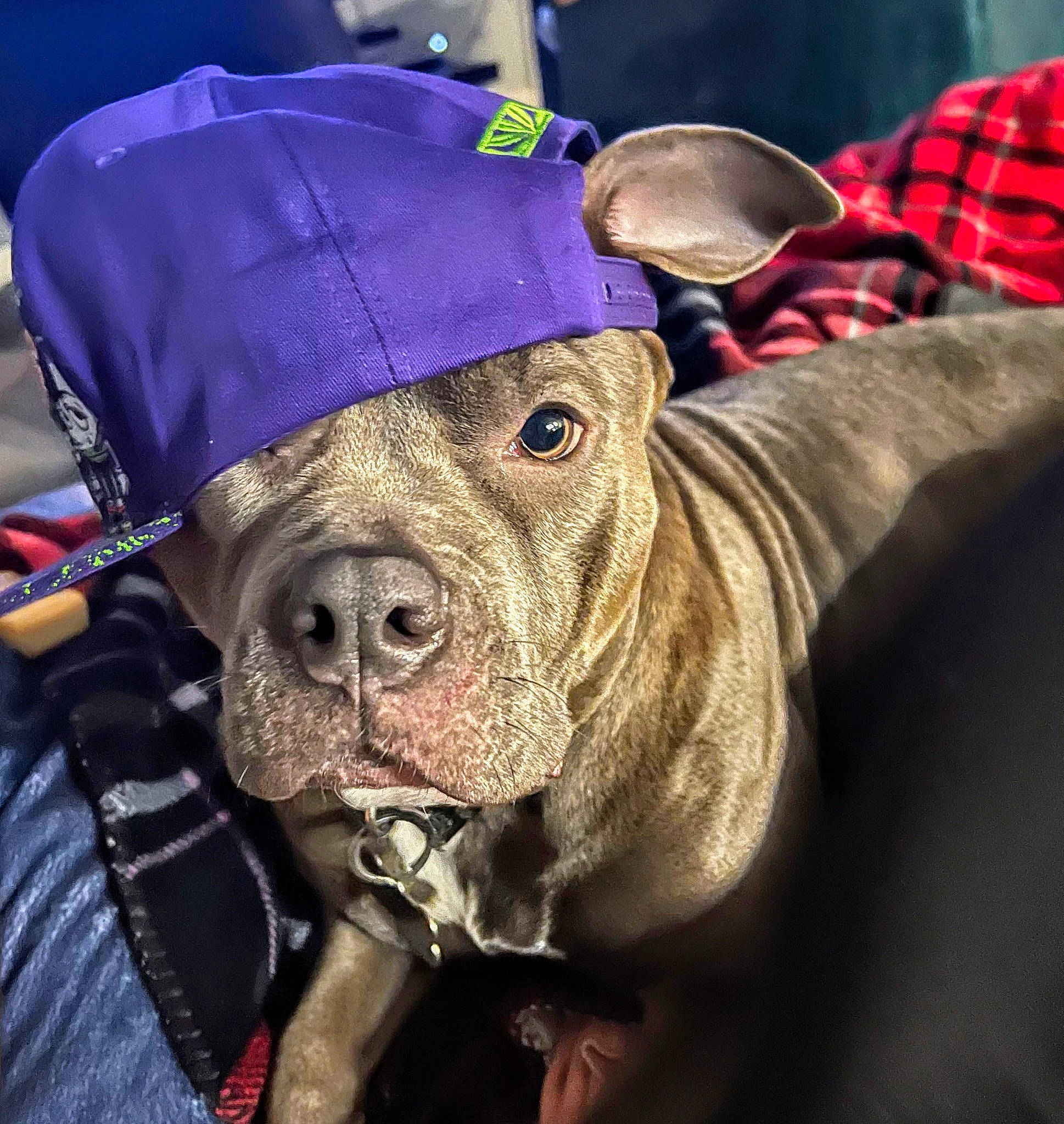 Athena is registered to the contest to win money with this photo: canidae, carnivore, collar, companion_dog, dog, dog_breed, dog_clothes, dog_collar, dog_supply, electric_blue, fashion_accessory, fawn, hat, leash, magenta, pet_supply, snout, sporting_group, working_animal, wrinkle