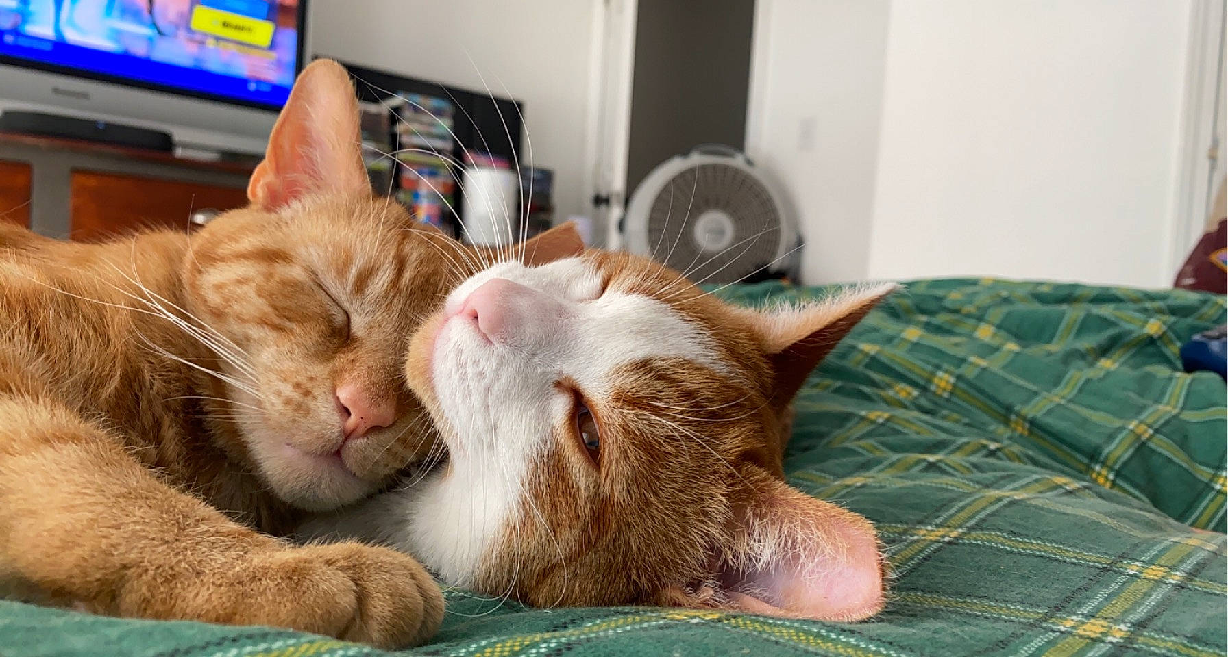 Gryffin joined the competition — help win amazing prizes! carnivore, cat, cat_supply, claw, comfort, display_device, domestic_short_haired_cat, fawn, felidae, fur, linens, nap, paw, sleep, small_to_medium_sized_cats, snout, tail, tartan, whiskers