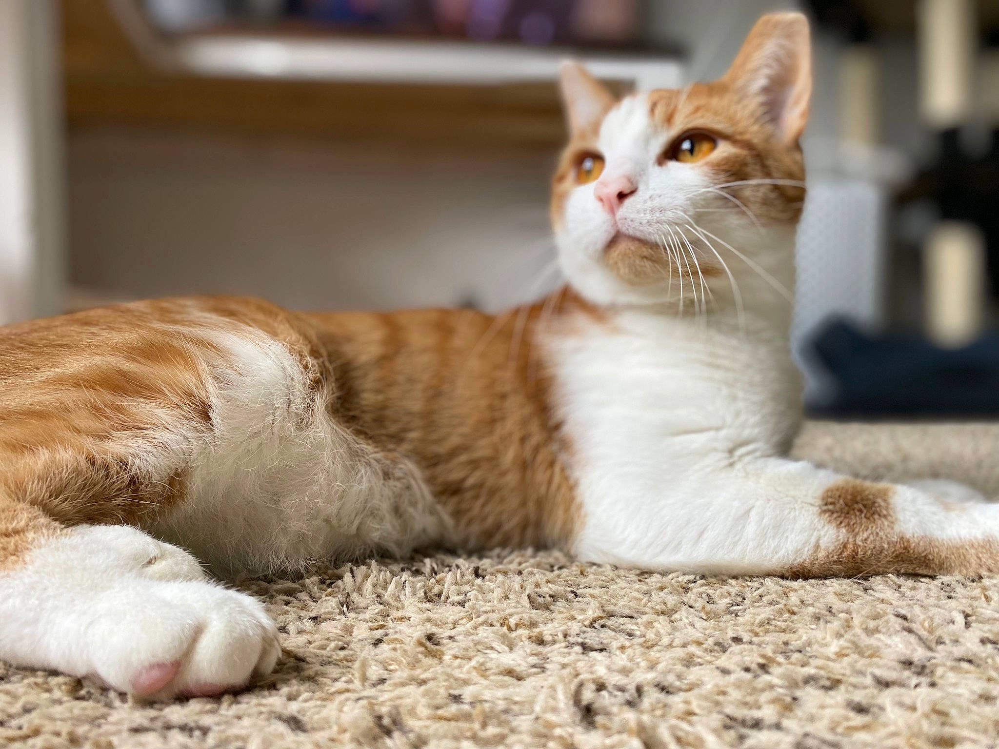 Gryffin is registered to the contest to win money with this photo: carnivore, cat, claw, comfort, domestic_short_haired_cat, fawn, felidae, foot, fur, paw, sitting, small_to_medium_sized_cats, snout, tail, terrestrial_animal, whiskers, wildlife, wood