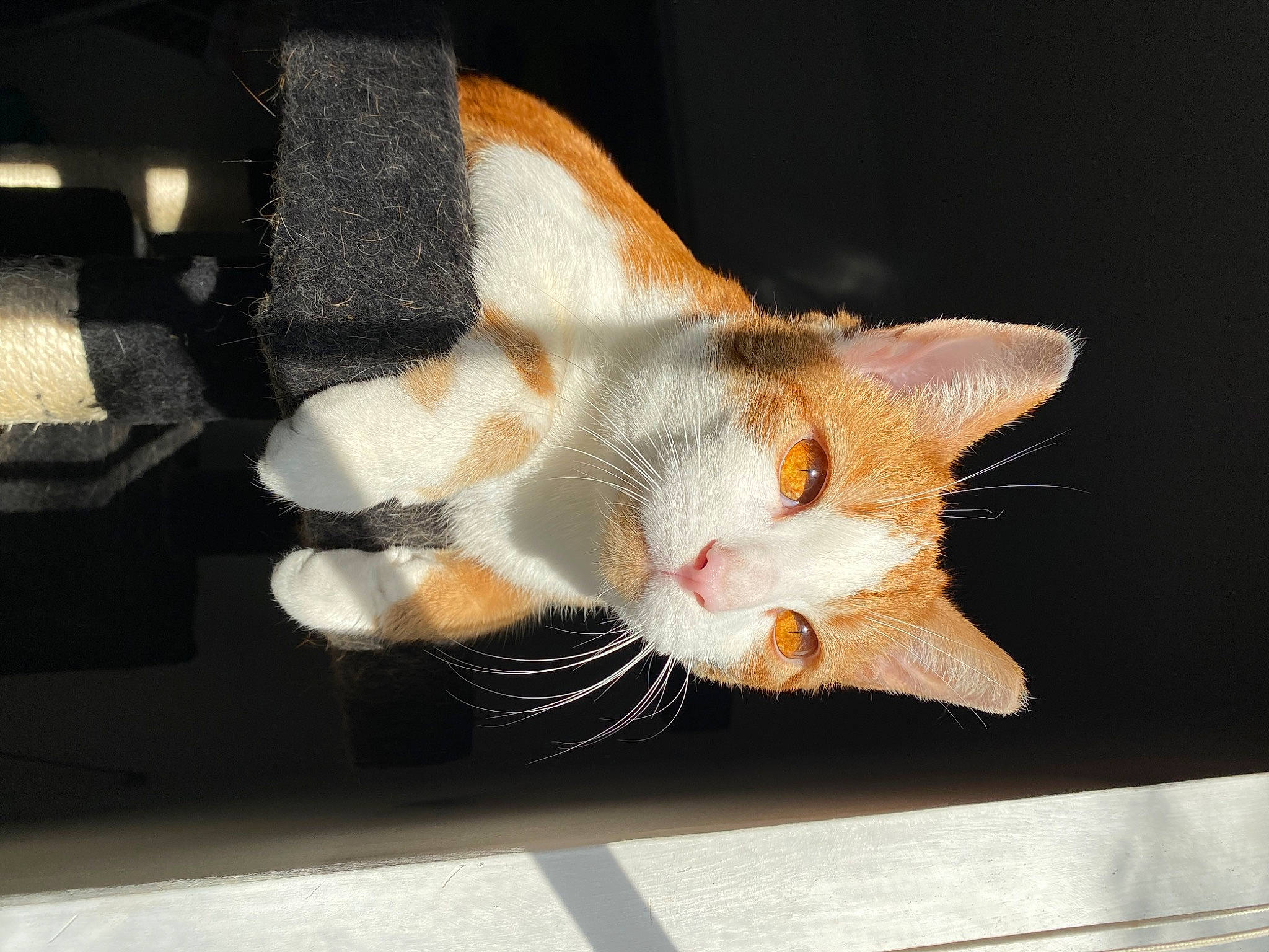 Gryffin joined the competition — help win amazing prizes! auto_part, automotive_window_part, carnivore, cat, claw, collar, domestic_short_haired_cat, fawn, felidae, foot, fur, paw, plant, small_to_medium_sized_cats, snout, tail, vehicle_door, whiskers, window, windshield