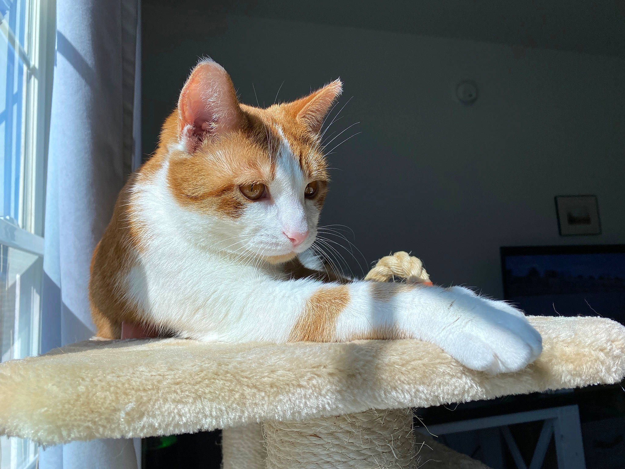 Gryffin is registered to the contest to win money with this photo: box, carnivore, cat, cat_furniture, cat_supply, comfort, domestic_short_haired_cat, fawn, felidae, fur, paw, pet_supply, rectangle, sitting, small_to_medium_sized_cats, tail, whiskers, window, wood