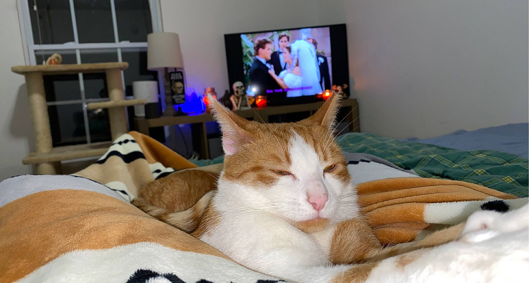 Gryffin joined the competition — help win amazing prizes! bedding, cable_television, carnivore, cat, comfort, couch, display_device, domestic_short_haired_cat, event, felidae, fur, lap, linens, living_room, room, small_to_medium_sized_cats, tail, television, television_set, whiskers