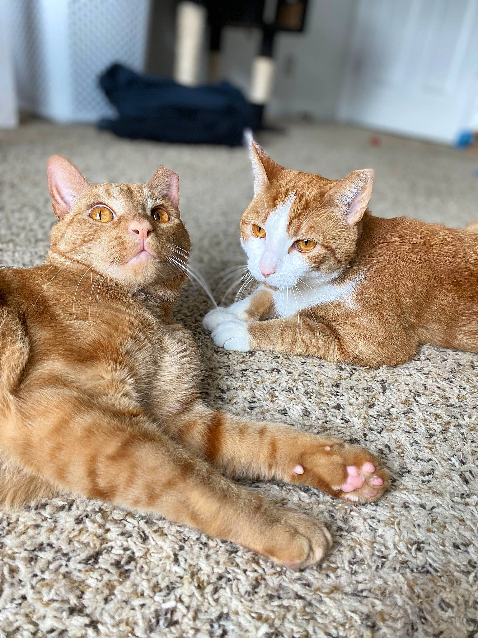 Sly joined the competition — help win amazing prizes! carnivore, cat, claw, comfort, domestic_short_haired_cat, eye, fawn, felidae, foot, fur, houseplant, paw, sitting, small_to_medium_sized_cats, snout, tail, terrestrial_animal, whiskers, wildlife