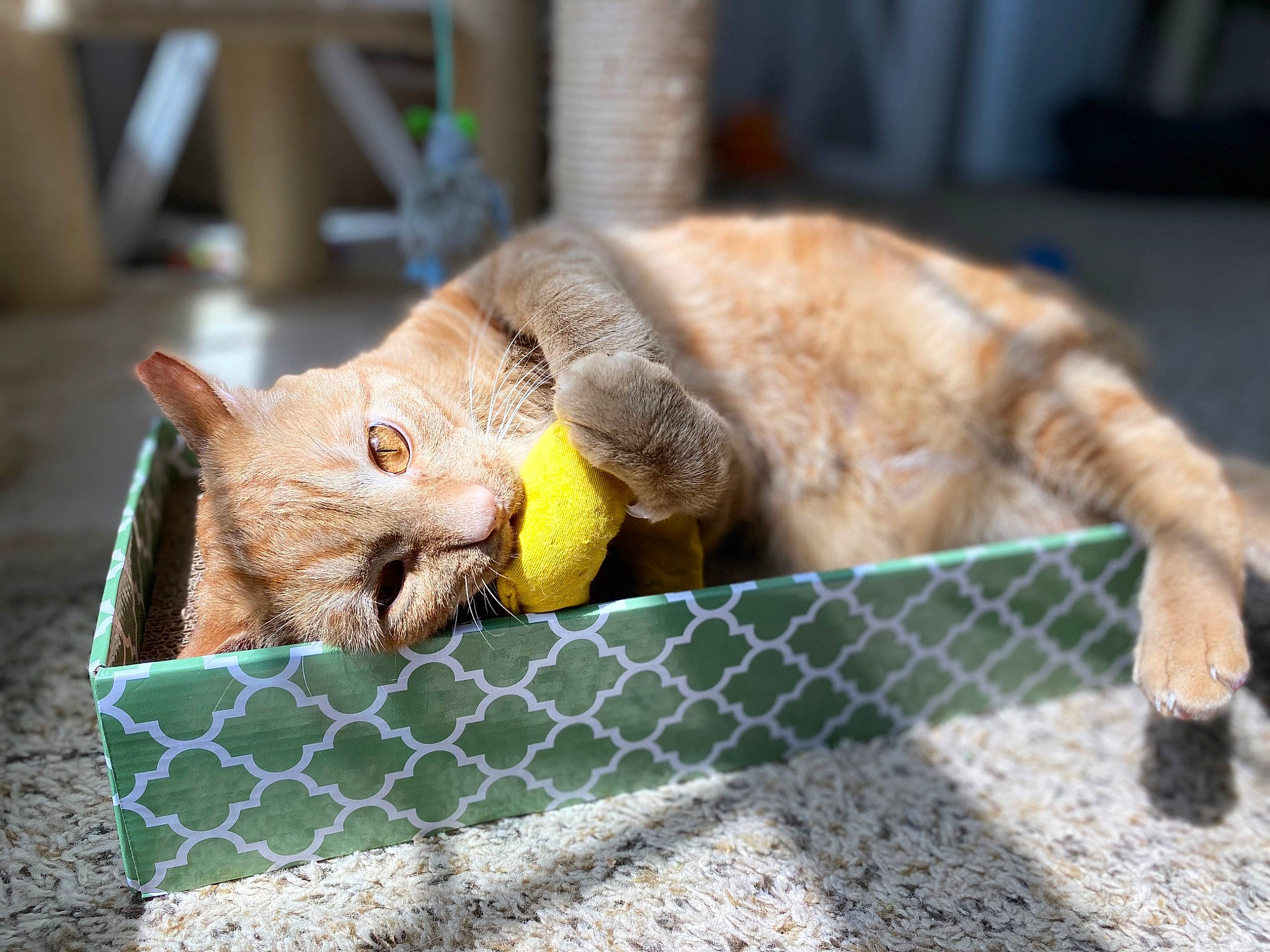 Sly is registered to the contest to win money with this photo: carnivore, cat, cat_supply, claw, comfort, dog_breed, domestic_short_haired_cat, fawn, felidae, fence, fur, mesh, paw, small_to_medium_sized_cats, snout, tail, terrestrial_animal, whiskers, wildlife, wire_fencing