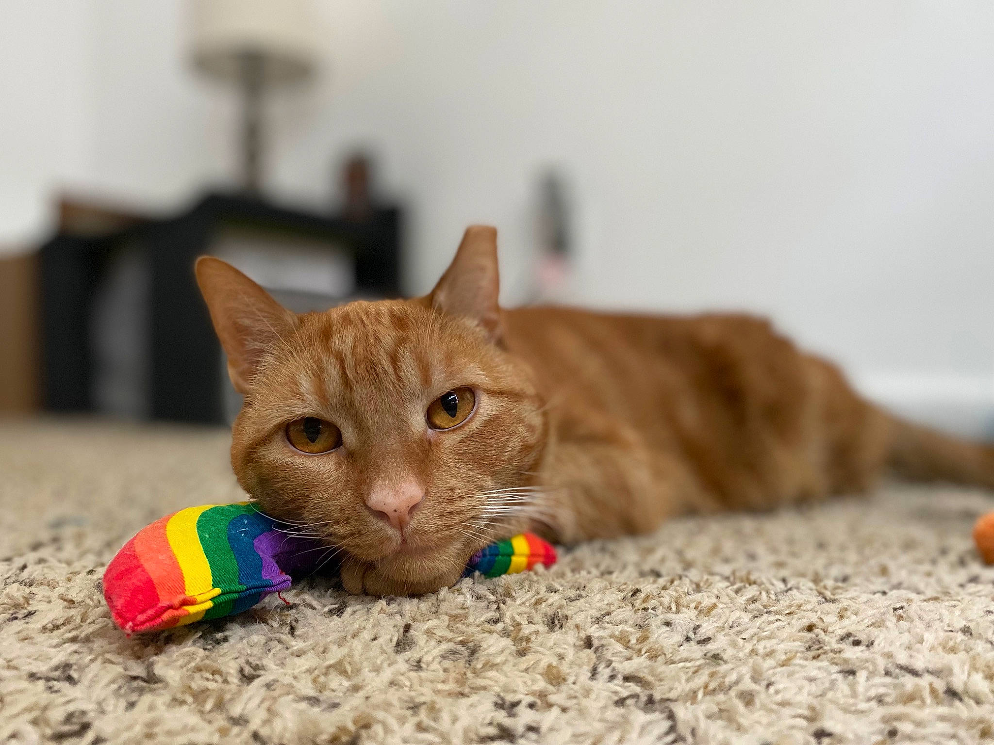 Sly is registered to the contest to win money with this photo: carnivore, cat, cat_furniture, cat_toy, claw, domestic_short_haired_cat, fawn, felidae, flooring, fur, paw, sand, sitting, small_to_medium_sized_cats, snout, tail, terrestrial_animal, whiskers, wildlife, wood