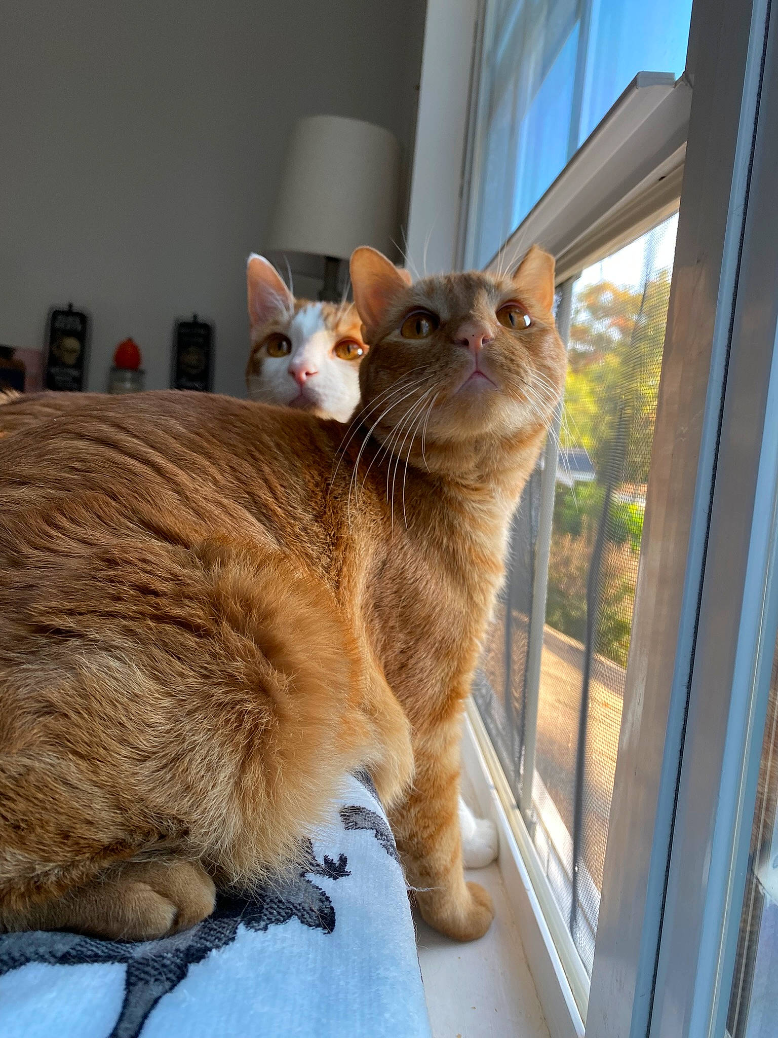 Sly joined the competition — help win amazing prizes! carnivore, cat, claw, comfort, domestic_short_haired_cat, fawn, felidae, fixture, fur, room, sash_window, small_to_medium_sized_cats, snout, tail, terrestrial_animal, thai, tints_and_shades, whiskers, window, wood