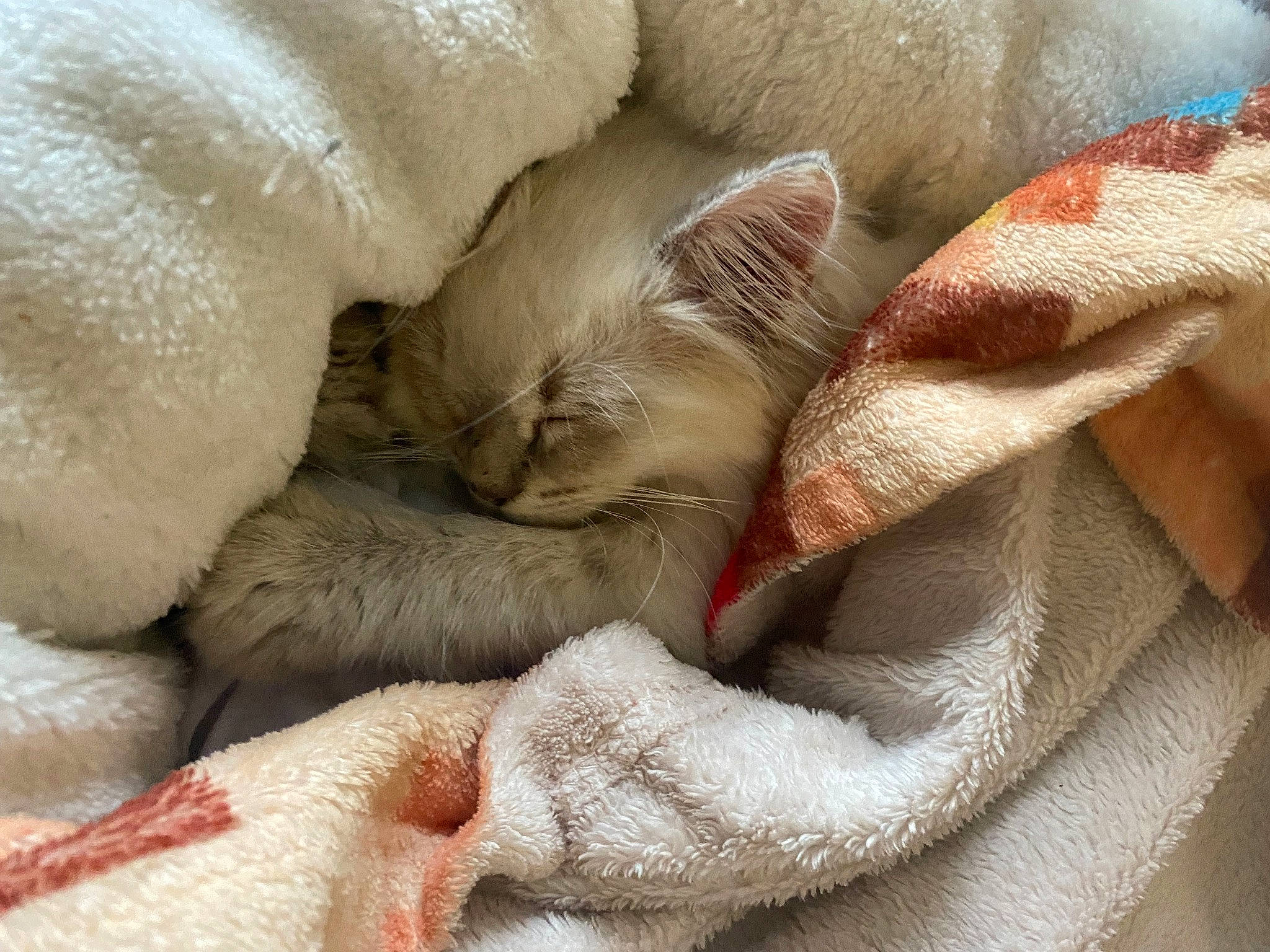 Hanaé a rejoint le concours — aidez-le/la à gagner de superbes lots ! blanket, carnivore, cat, cat_bed, cat_supply, claw, comfort, domestic_short_haired_cat, fawn, felidae, fur, linens, nap, paw, sleep, small_to_medium_sized_cats, snout, tail, terrestrial_animal, whiskers