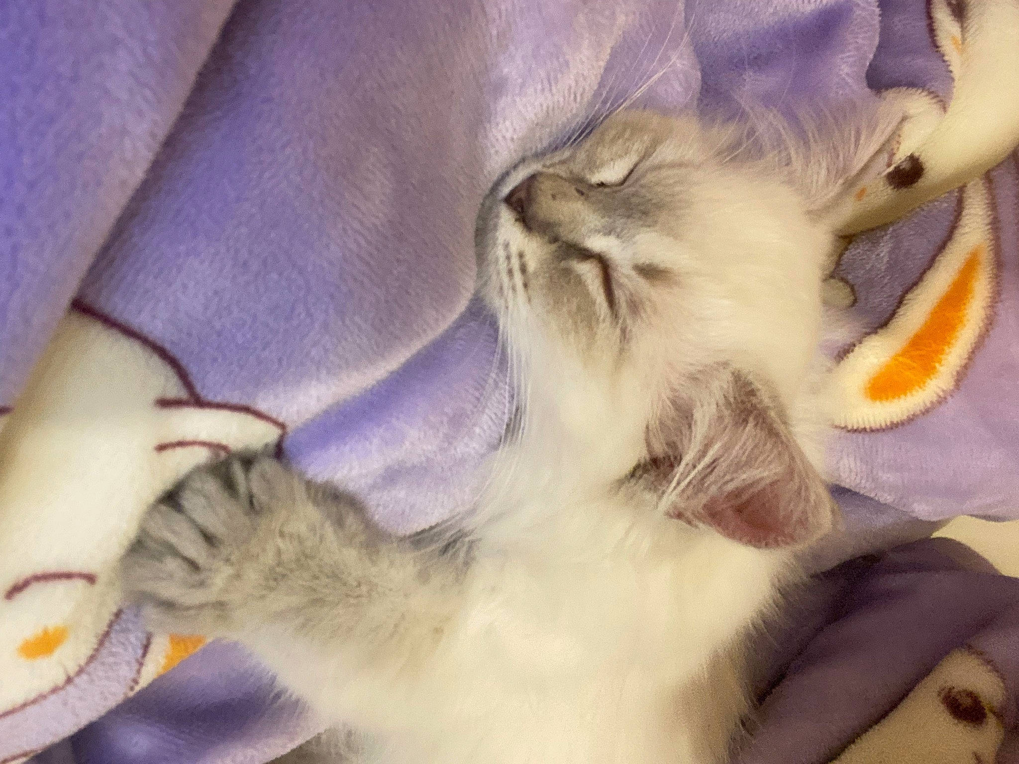 Hanaé participe au concours pour gagner de l'argent avec cette photo : carnivore, cat, claw, comfort, domestic_short_haired_cat, ear, fawn, felidae, fur, nail, nap, paw, plant, small_to_medium_sized_cats, snout, tail, whiskers