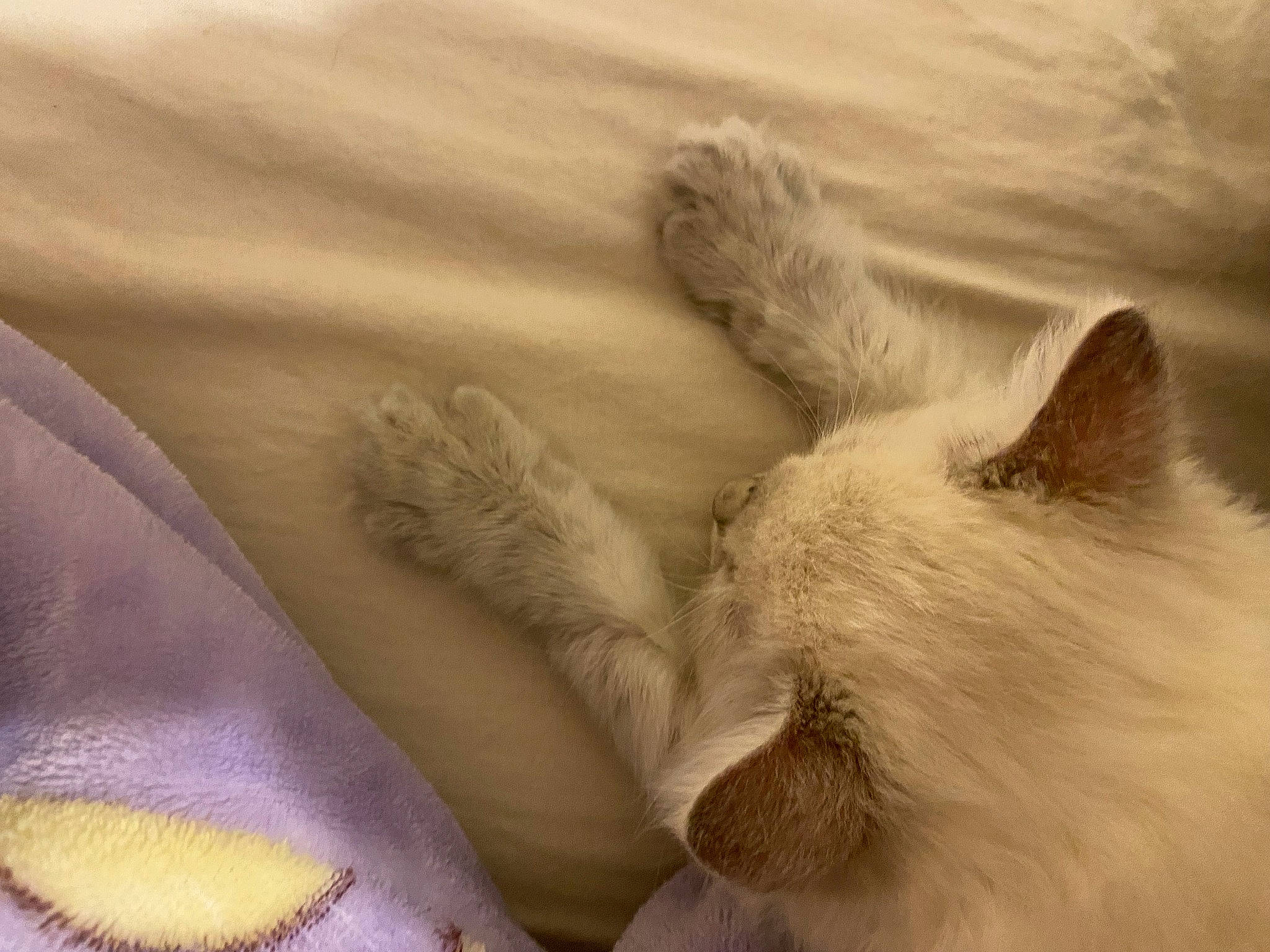 Hanaé participe au concours pour gagner de l'argent avec cette photo : carnivore, cat, claw, comfort, fawn, felidae, foot, fur, gesture, linens, nap, paw, ragdoll, sleep, small_to_medium_sized_cats, snout, tail, whiskers