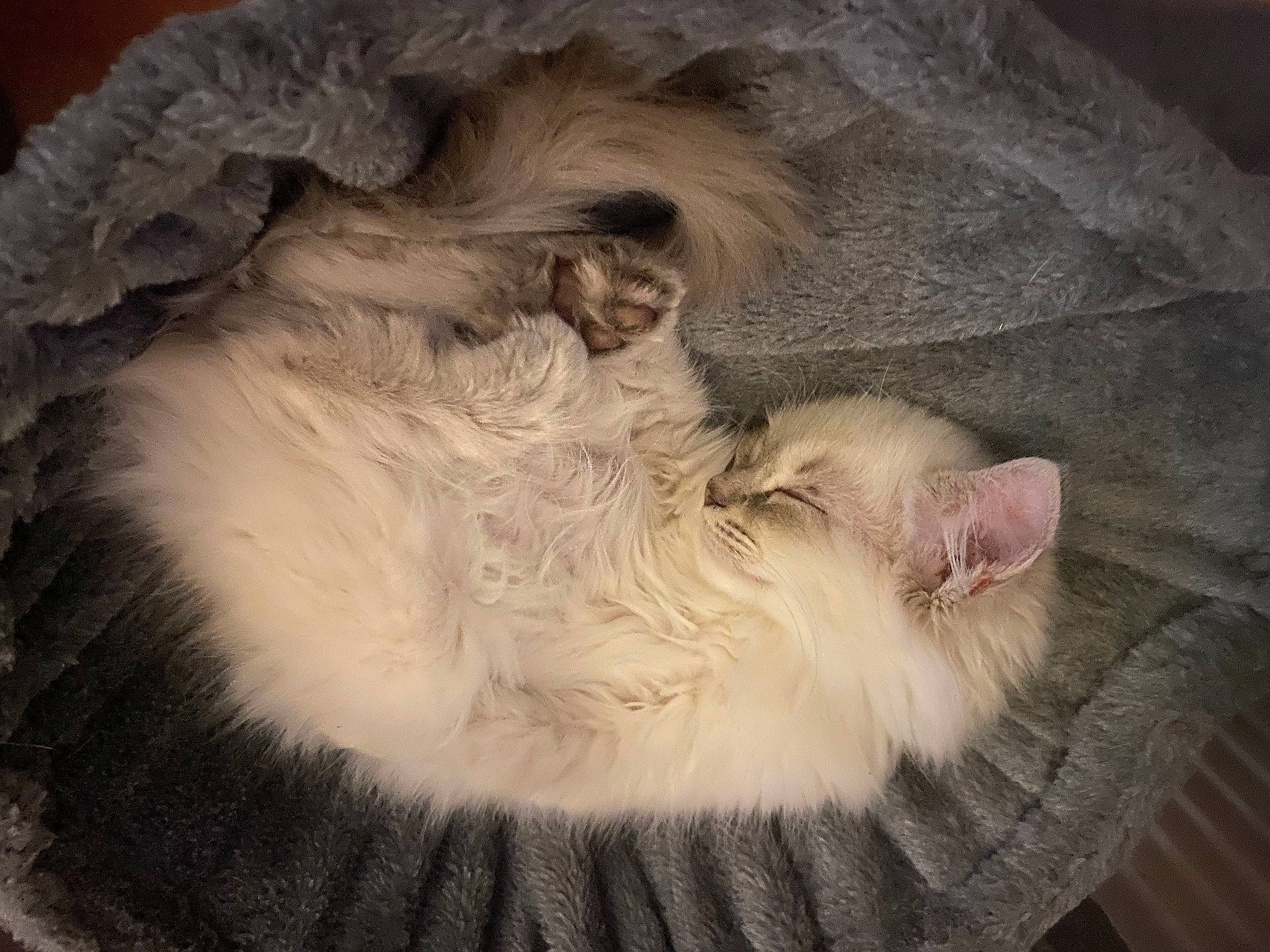 Hanaé a rejoint le concours — aidez-le/la à gagner de superbes lots ! beard, carnivore, cat, cat_bed, cat_supply, comfort, companion_dog, dog_breed, ear, felidae, fur, liver, nap, natural_material, paw, small_to_medium_sized_cats, snout, tail, terrestrial_animal, whiskers