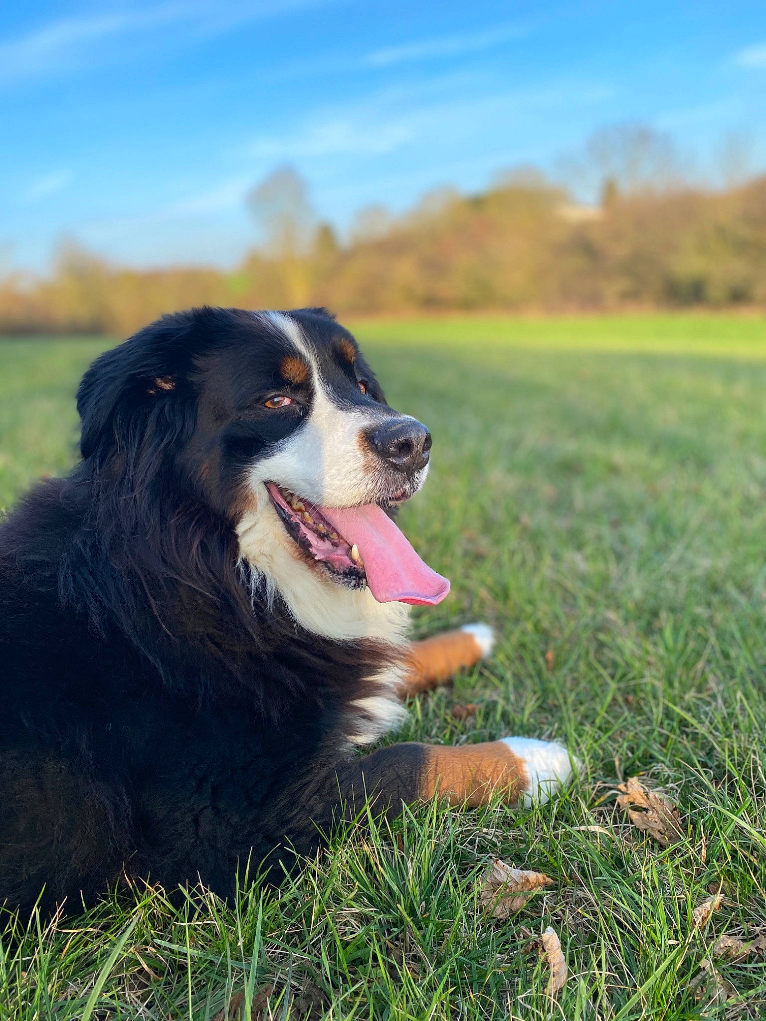 Gandhi participe au concours pour gagner de l'argent avec cette photo : appenzeller_sennenhund, australian_collie, australian_shepherd, bernese_mountain_dog, border_collie, canidae, carnivore, companion_dog, dog, dog_breed, english_shepherd, entlebucher_mountain_dog, grass, greater_swiss_mountain_dog, herding_dog, mammal, snout, sporting_group, vertebrate, working_dog