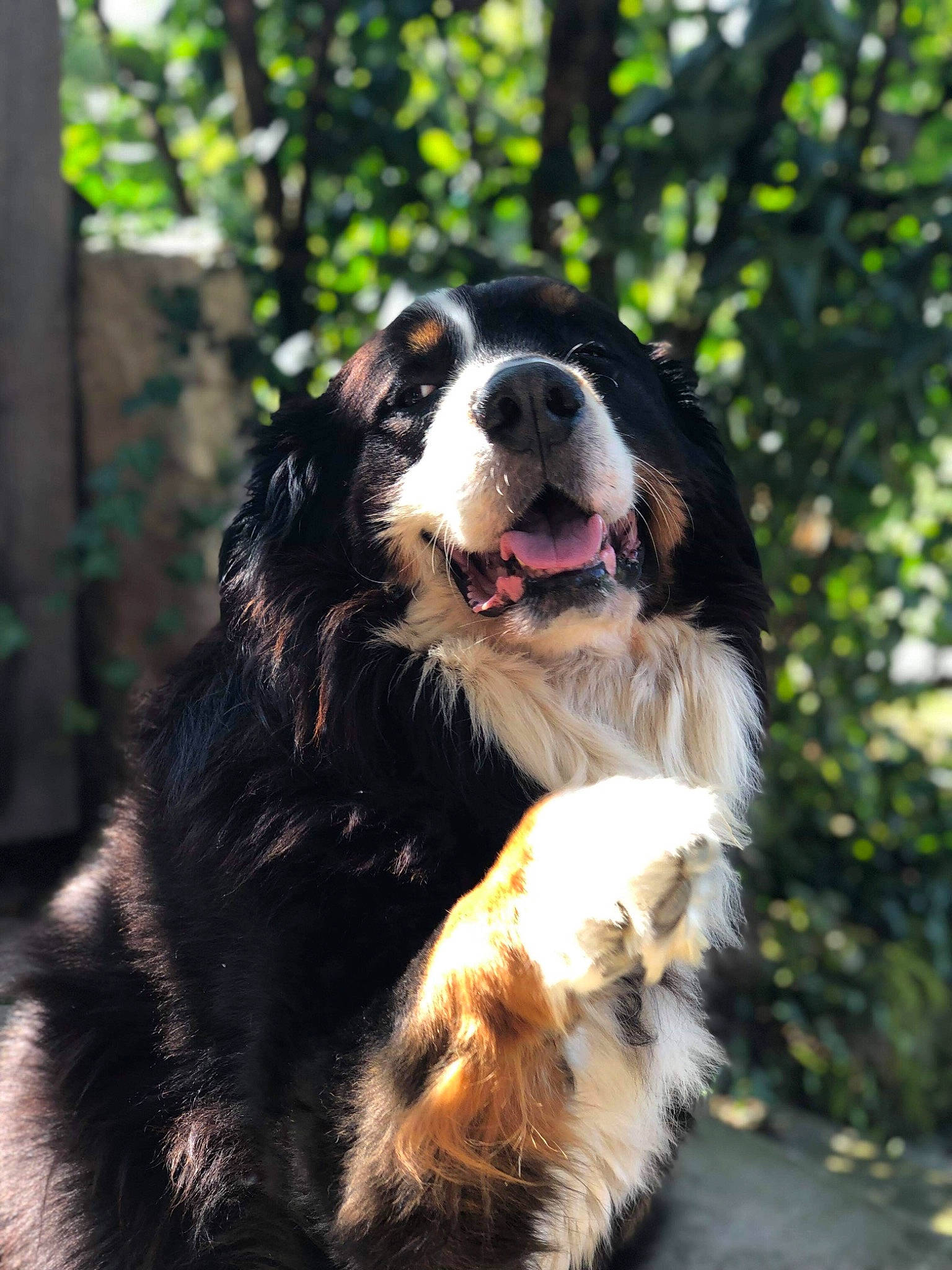 Gandhi participe au concours pour gagner de l'argent avec cette photo : australian_collie, australian_shepherd, bernese_mountain_dog, canidae, carnivore, companion_dog, dog, dog_breed, english_shepherd, fur, giant_dog_breed, mammal, snout, sporting_group, tree, vertebrate, working_dog