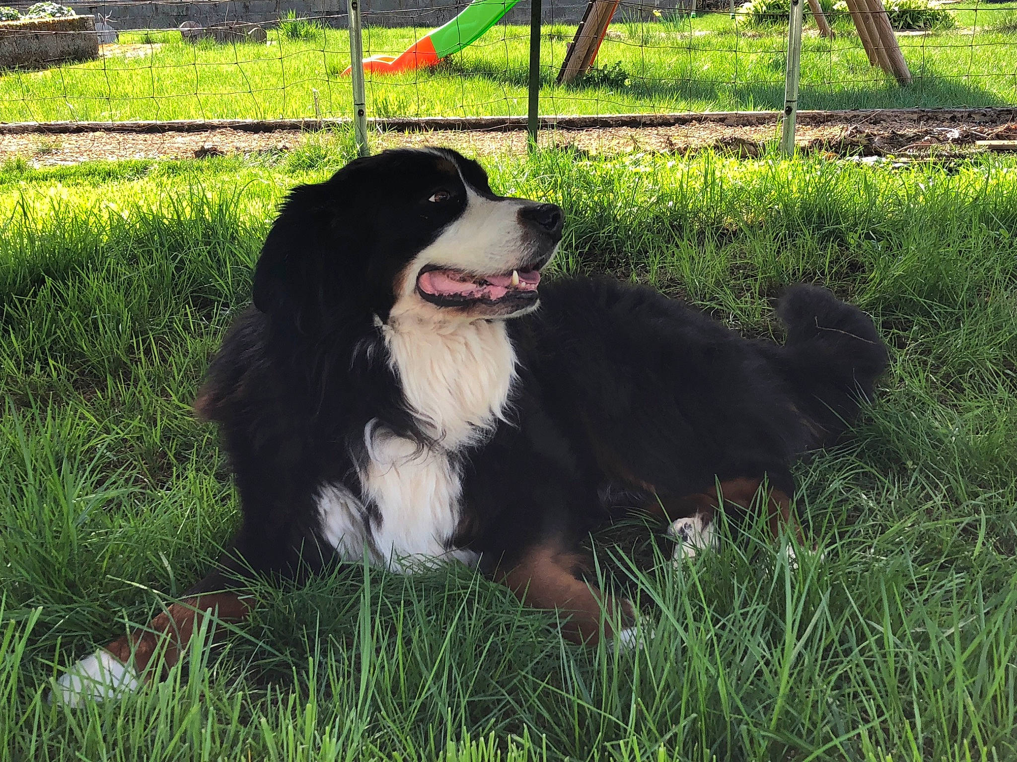 Gandhi participe au concours pour gagner de l'argent avec cette photo : bernese_mountain_dog, canidae, carnivore, companion_dog, dog, dog_breed, english_shepherd, entlebucher_mountain_dog, grass, herding_dog, mammal, plant, sporting_group, vertebrate, working_dog