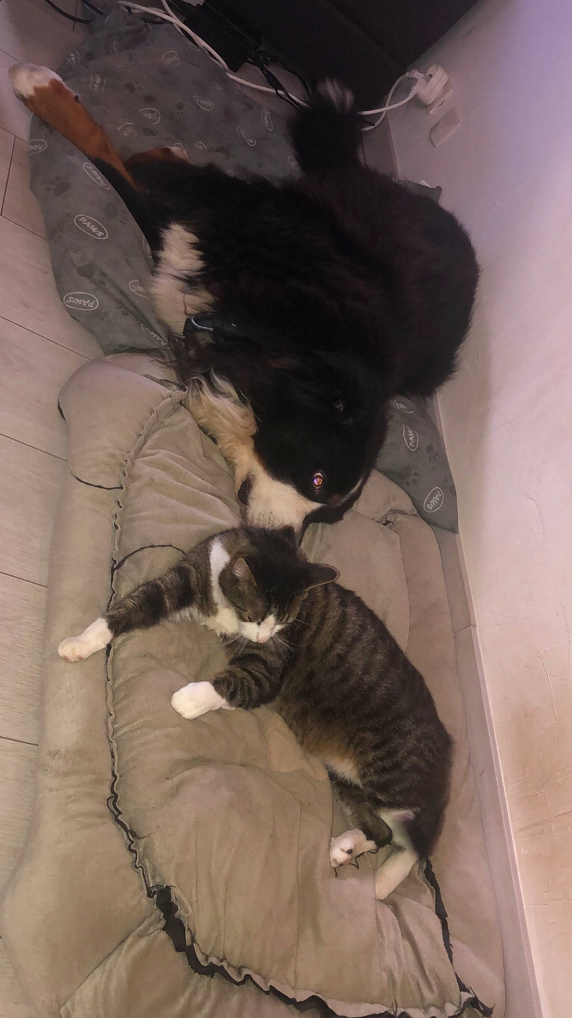 Gandhi participe au concours pour gagner de l'argent avec cette photo : canidae, carnivore, cat, felidae, small_to_medium_sized_cats, tail, whiskers