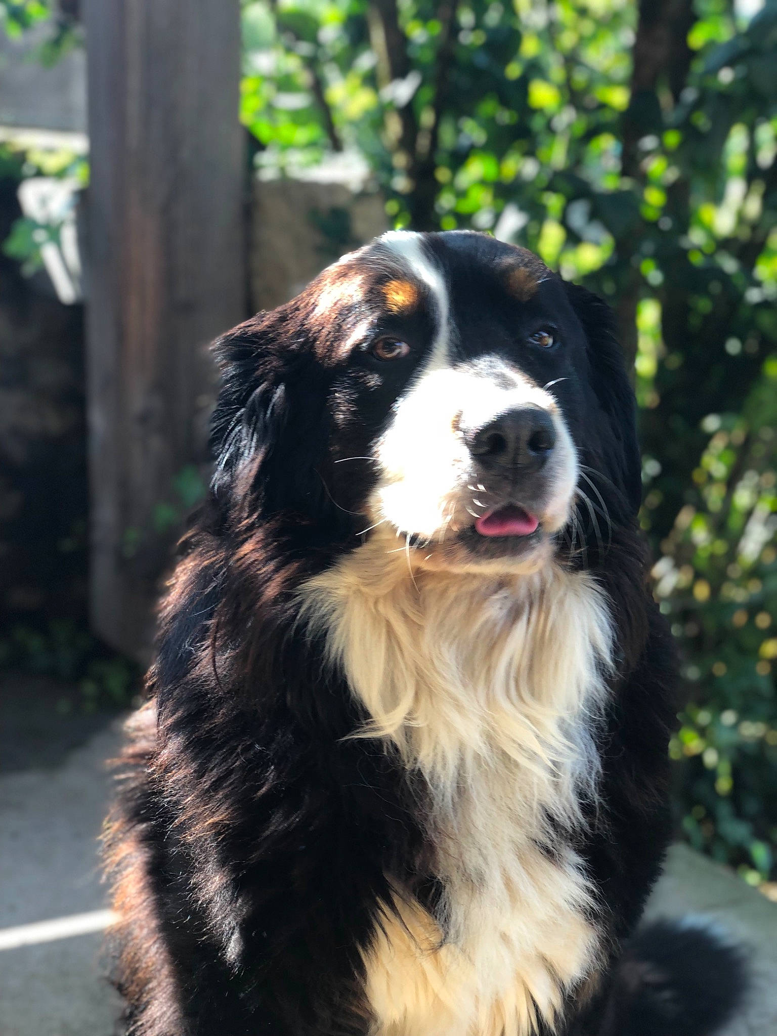 Gandhi a rejoint le concours — aidez-le/la à gagner de superbes lots ! australian_collie, bernese_mountain_dog, canidae, carnivore, companion_dog, dog, dog_breed, english_shepherd, giant_dog_breed, mammal, snout, sporting_group, vertebrate