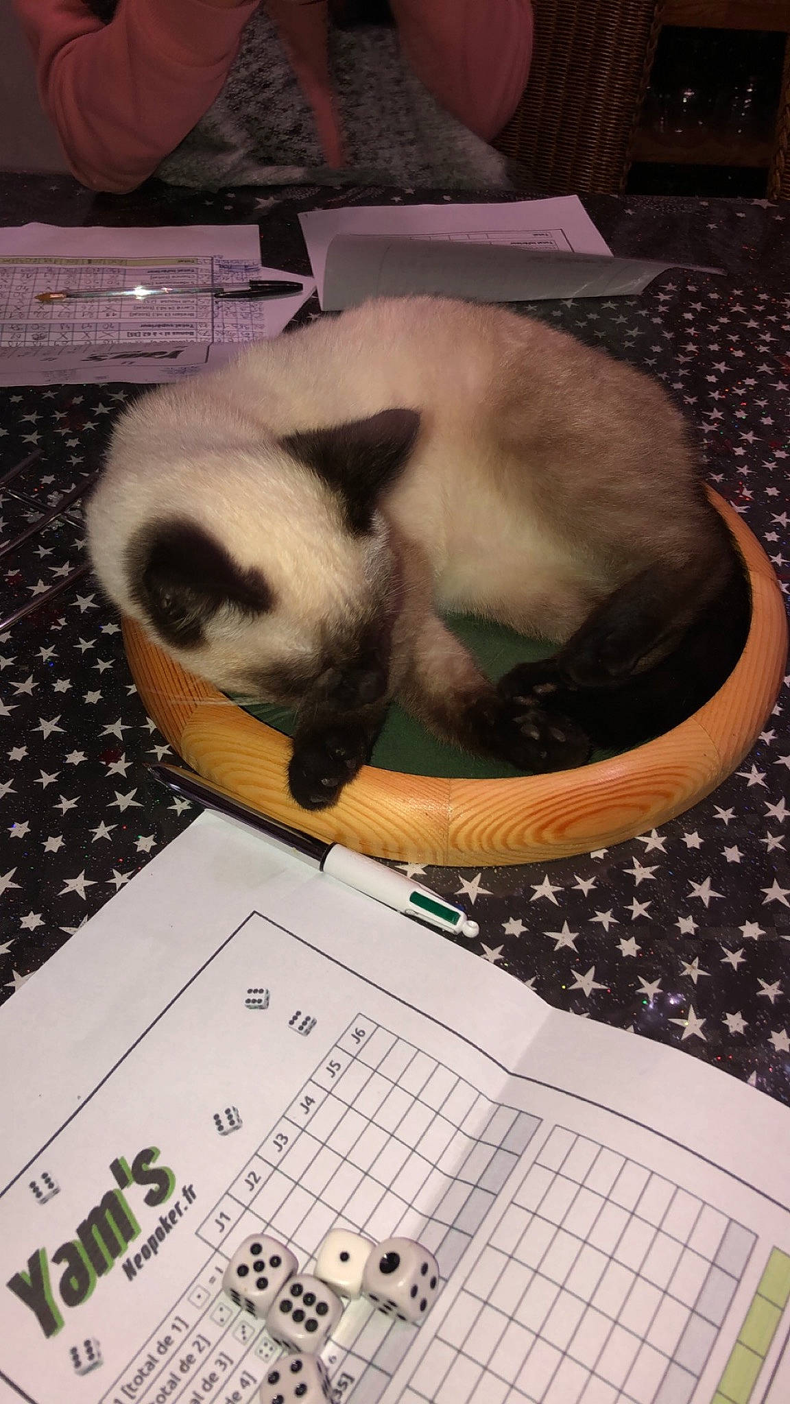 Syrah a rejoint le concours — aidez-le/la à gagner de superbes lots ! balinese, birman, carnivore, cat, felidae, himalayan, kitten, nap, paw, photo_caption, ragdoll, siamese, small_to_medium_sized_cats, snowshoe, thai, tonkinese, whiskers