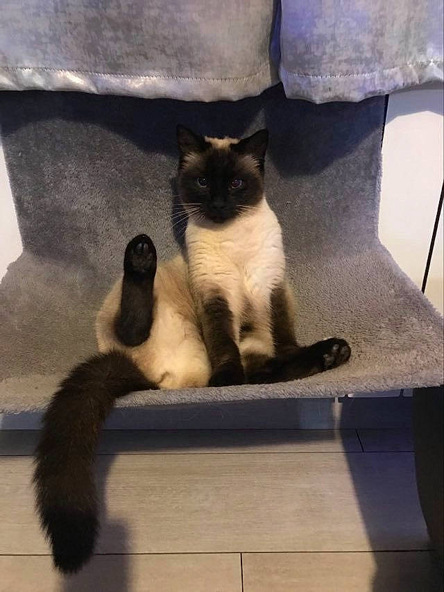 Syrah participe au concours pour gagner de l'argent avec cette photo : balinese, birman, black_cat, burmese, carnivore, cat, domestic_short_haired_cat, felidae, himalayan, kitten, mammal, siamese, small_to_medium_sized_cats, snowshoe, tail, thai, tonkinese, whiskers