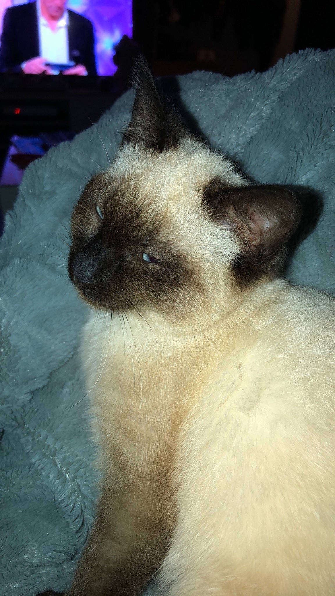 Syrah a rejoint le concours — aidez-le/la à gagner de superbes lots ! balinese, birman, burmese, carnivore, cat, colorpoint_shorthair, eye, fawn, felidae, himalayan, iris, javanese, mammal, siamese, small_to_medium_sized_cats, snowshoe, thai, tonkinese, vertebrate, whiskers