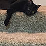 cat, black_cat, carpet, stairs, indoor, pet, animal, relaxed, paw, fur, eyes, home, domestic, laying_down, curious, quiet, soft_texture, resting, animal_face, feline
