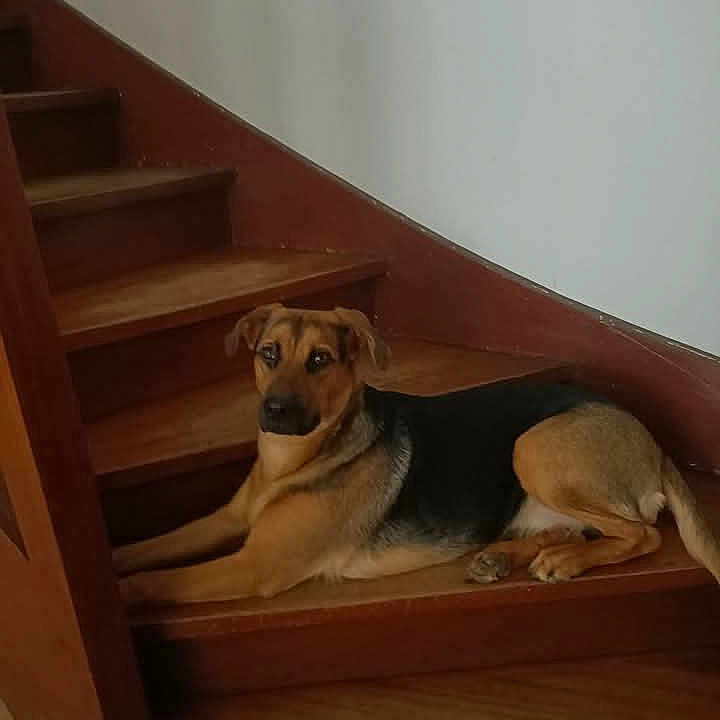 Ruby a rejoint le concours — aidez-le/la à gagner de superbes lots ! animal, architecture, building, canine, dog, dogbed, hardwood, hound, house, housing, indoors, interiordesign, pet, puppy, stainedwood, staircase, wood