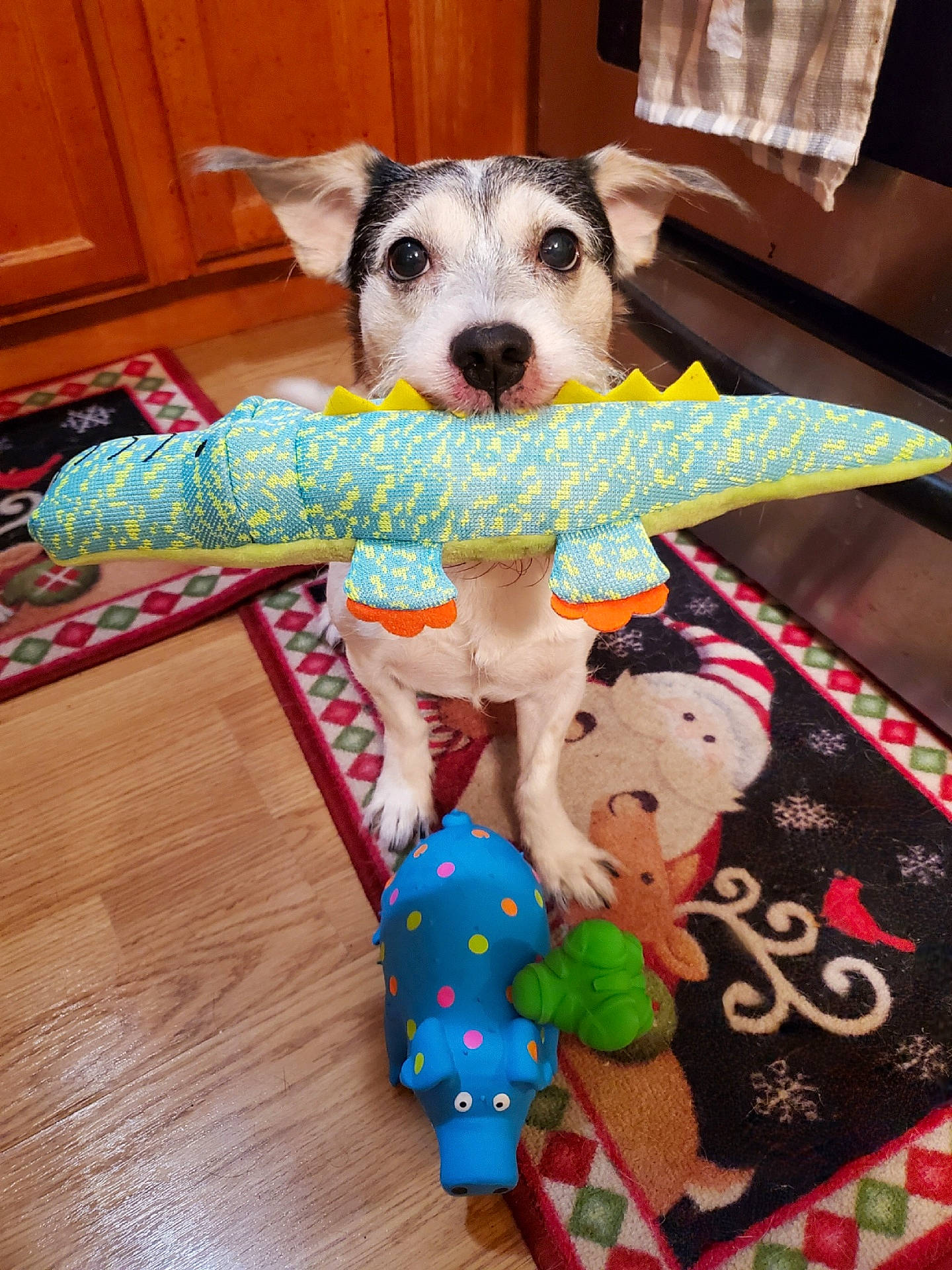 Jack joined the competition — help win amazing prizes! animal, architecture, building, canine, couch, dog, furniture, hardwood, homedecor, hound, husky, indoors, interiordesign, livingroom, pet, puppy, room, rug, toy, wood