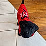 puppy, dog, black_dog, red_sweater, love_text, floor, tile_floor, wood_floor, looking_up, cute, pet, animal, indoors, young_dog, adorable, curious, small_dog, canine, domestic_animal, companion