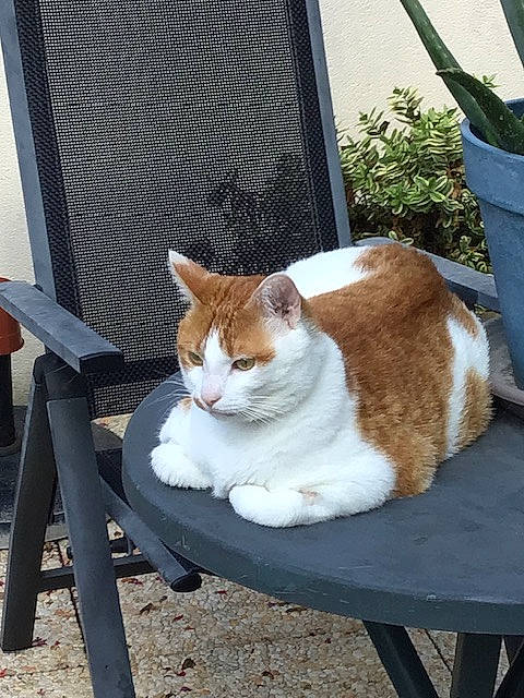 Simba a rejoint le concours — aidez-le/la à gagner de superbes lots ! carnivore, cat, comfort, domestic_short_haired_cat, eye, fawn, felidae, fur, grass, mammal, outdoor_furniture, paw, plant, sitting, small_to_medium_sized_cats, snout, tail, whiskers, window, wood