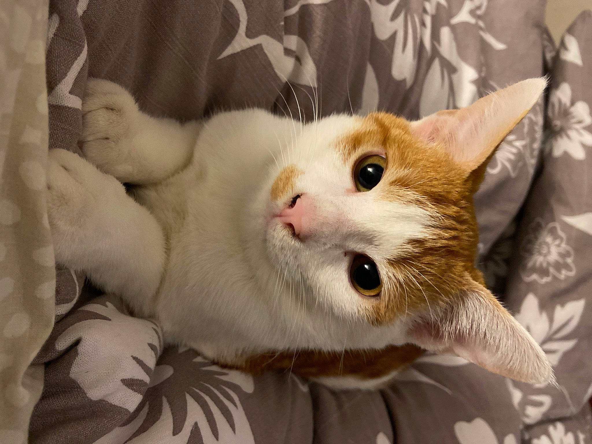 Simba participe au concours pour gagner de l'argent avec cette photo : carnivore, cat, comfort, domestic_short_haired_cat, fawn, felidae, fur, paw, small_to_medium_sized_cats, snout, tail, whiskers