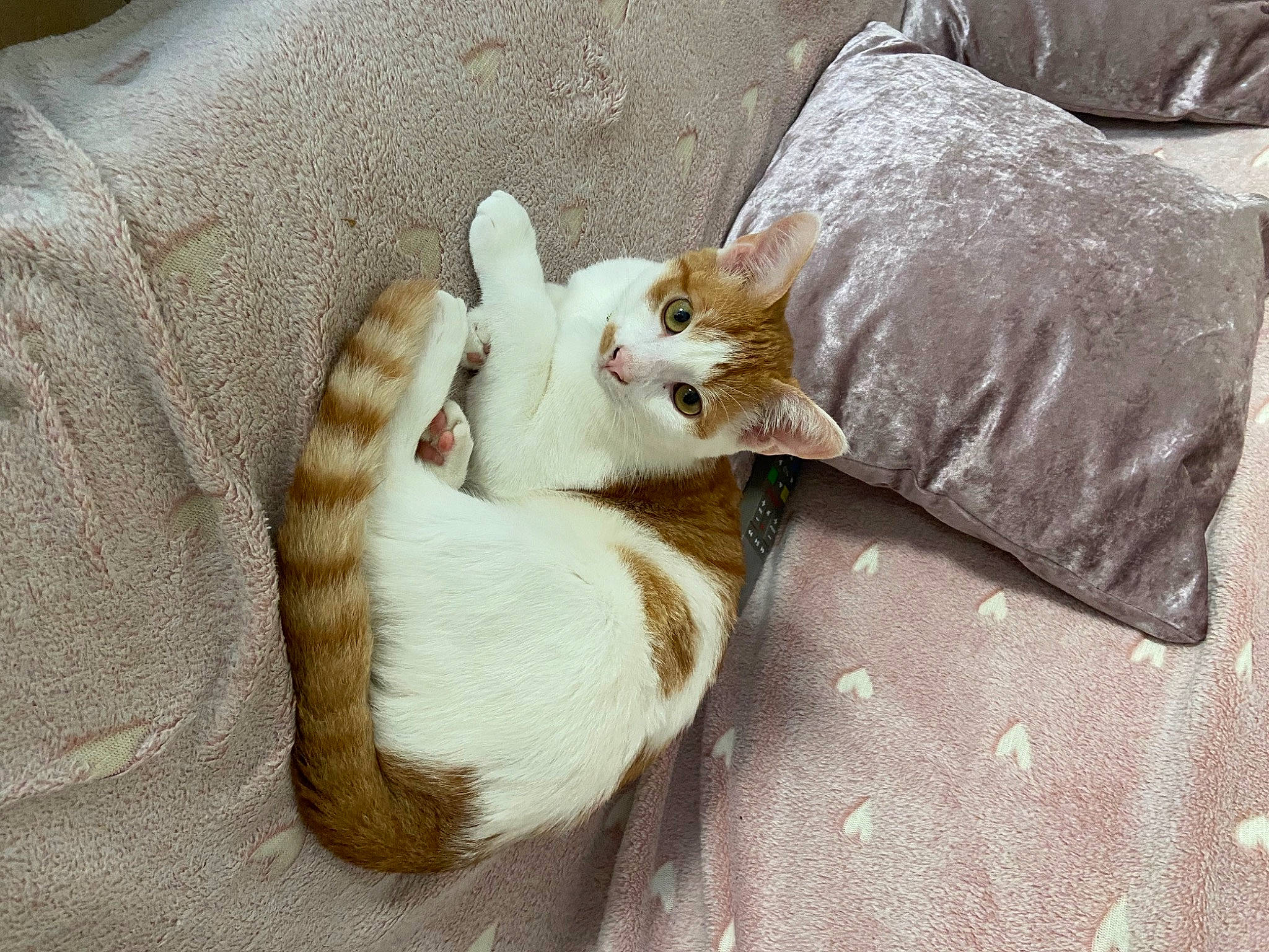 Simba a rejoint le concours — aidez-le/la à gagner de superbes lots ! canidae, carnivore, cat, claw, comfort, companion_dog, domestic_short_haired_cat, fawn, felidae, fur, linens, nap, paw, small_to_medium_sized_cats, tail, whiskers