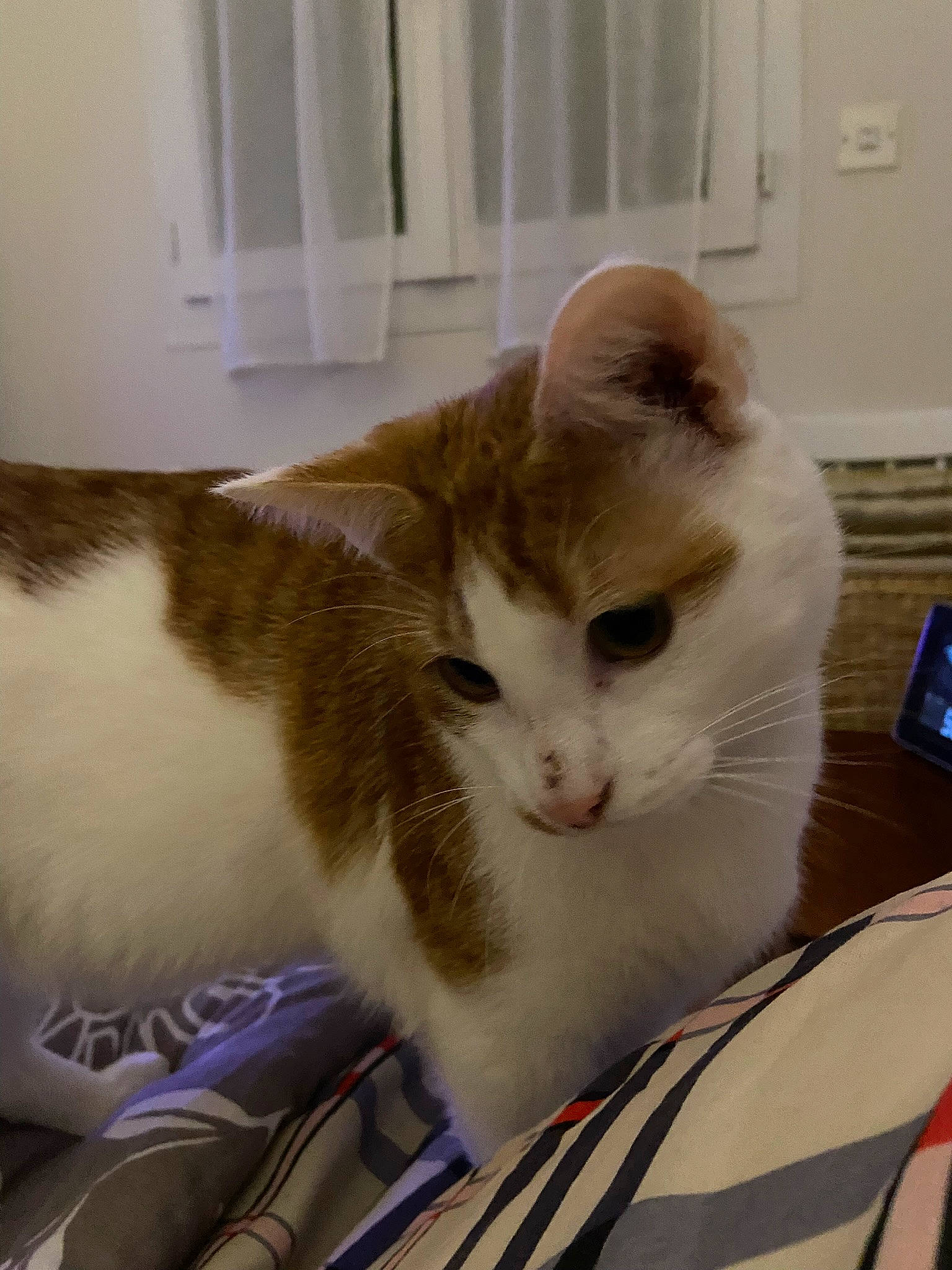 Simba participe au concours pour gagner de l'argent avec cette photo : box, carnivore, cat, comfort, couch, domestic_short_haired_cat, door, fawn, felidae, fur, light_switch, paw, pet_supply, small_to_medium_sized_cats, snout, tail, wall_plate, whiskers