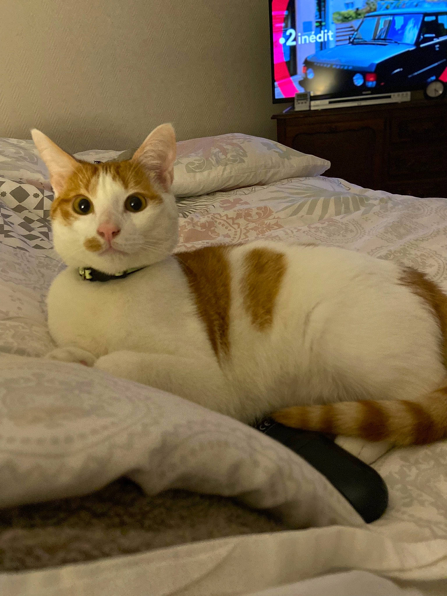 Simba a rejoint le concours — aidez-le/la à gagner de superbes lots ! cable_television, carnivore, cat, comfort, couch, display_device, domestic_short_haired_cat, fawn, felidae, flat_panel_display, fur, home_appliance, led_backlit_lcd_display, paw, small_to_medium_sized_cats, snout, tail, television, television_set, whiskers