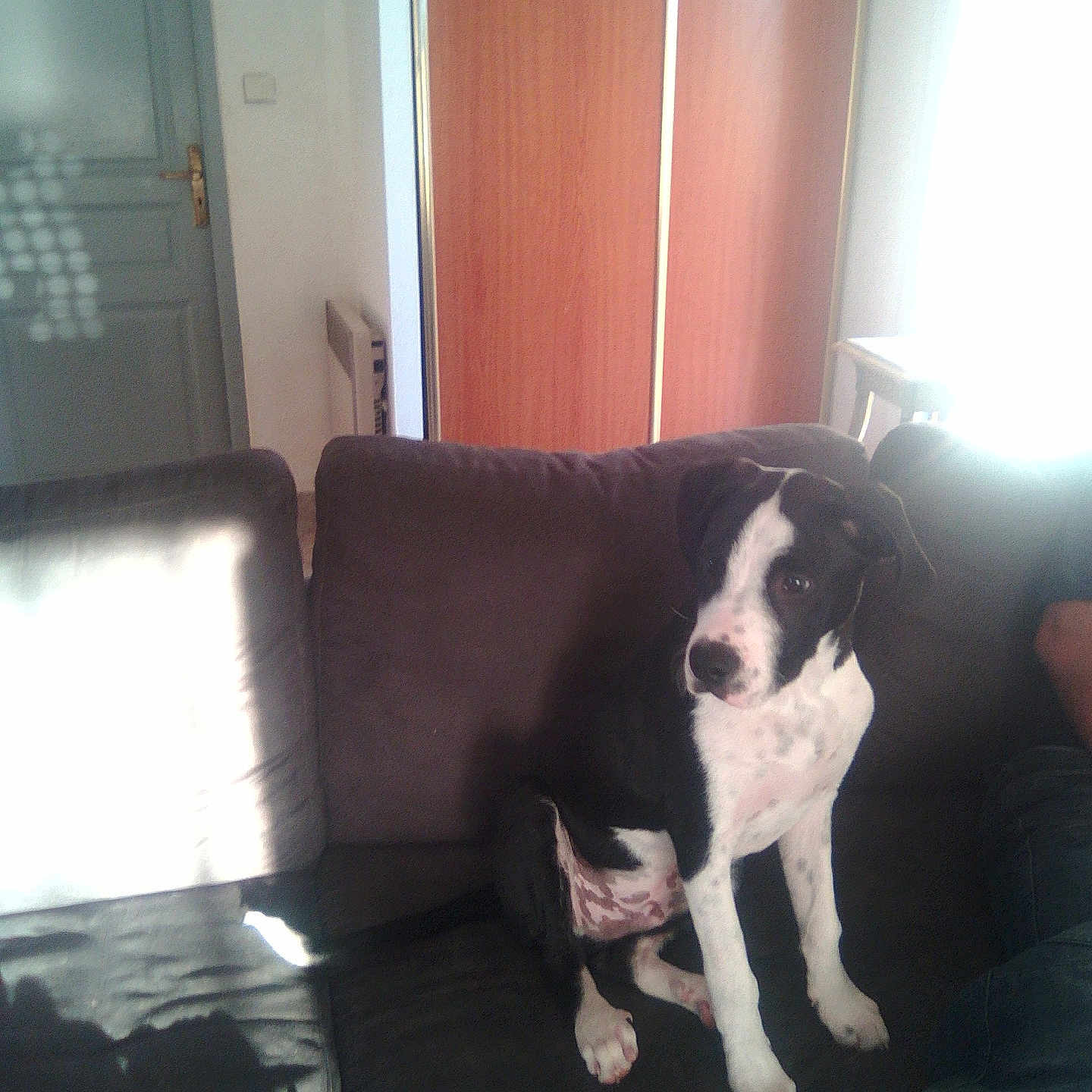 Toby