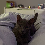 Nami joined the competition — help win amazing prizes! cat, gray_cat, pet, animal, bed, blanket, indoor, furniture, cozy, cute, curious, eyes, lying_down, resting, soft_light, home, domestic_animal, whiskers, ears, tail
