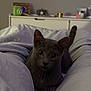 cat, gray_cat, pet, animal, bed, blanket, indoor, furniture, cozy, cute, curious, eyes, lying_down, resting, soft_light, home, domestic_animal, whiskers, ears, tail