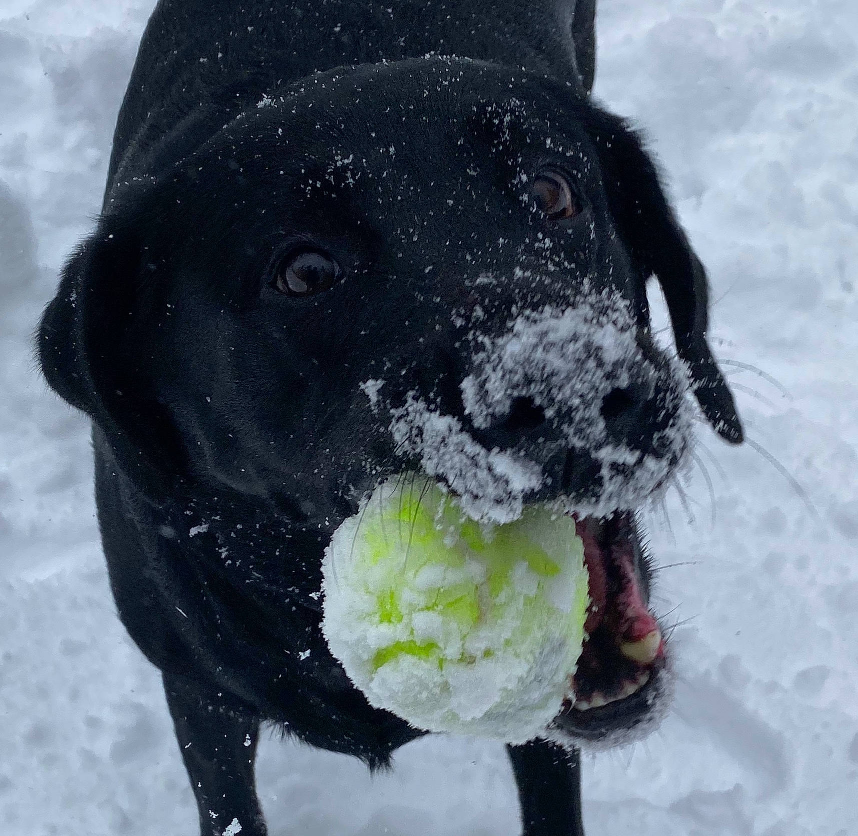 Onyx joined the competition — help win amazing prizes! american_staffordshire_terrier, ball, canidae, carnivore, dog, dog_breed, dog_collar, dog_toy, great_dane, labrador_retriever, non_sporting_group, nose, snout, snow, sporting_group, tennis_ball