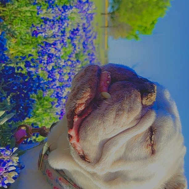 Abby joined the competition — help win amazing prizes! annual_plant, art, blue, companion_dog, dog, dog_breed, electric_blue, fawn, flower, flowering_plant, lavender, petal, plant, purple, snout, terrestrial_animal, toy, visual_arts, window, wrinkle