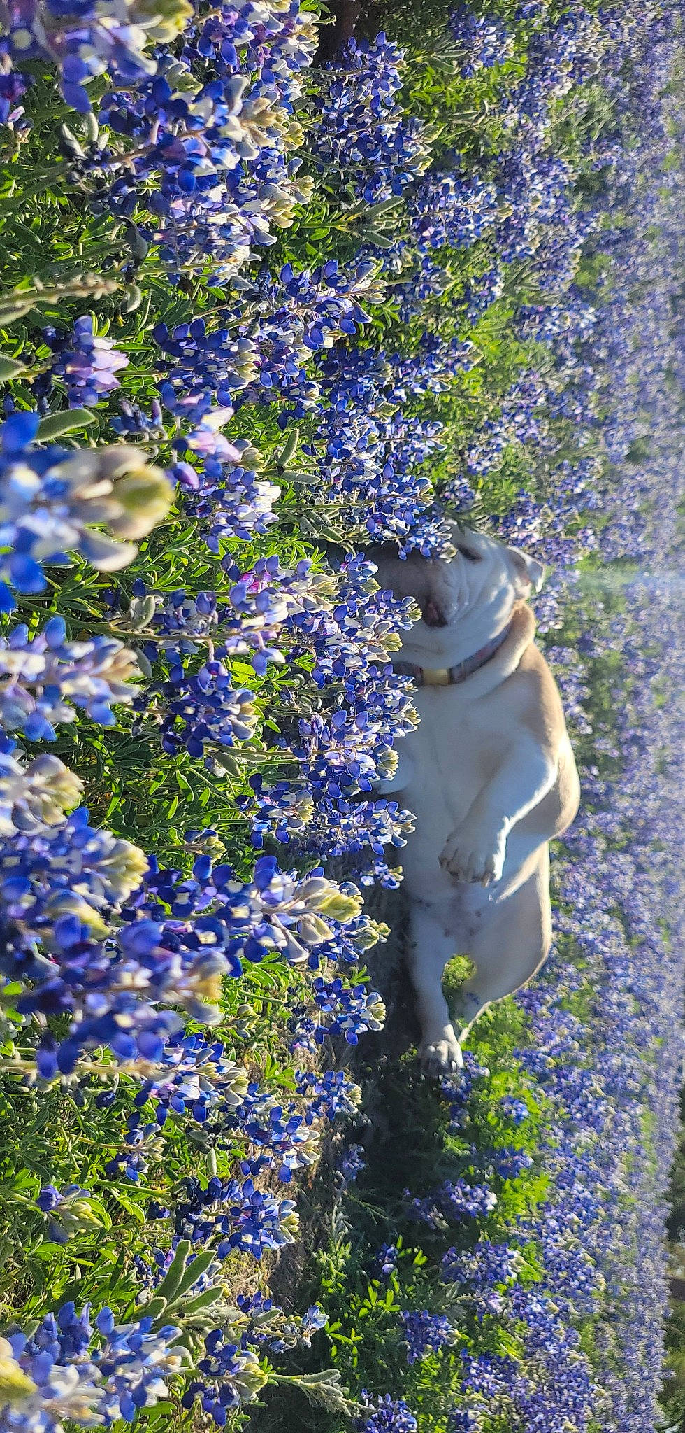 Abby joined the competition — help win amazing prizes! annual_plant, art, blue, botany, electric_blue, flower, flowering_plant, garden, grass, groundcover, herbaceous_plant, lawn_ornament, petal, plant, purple, sculpture, shrub, statue, sunlight, vegetation