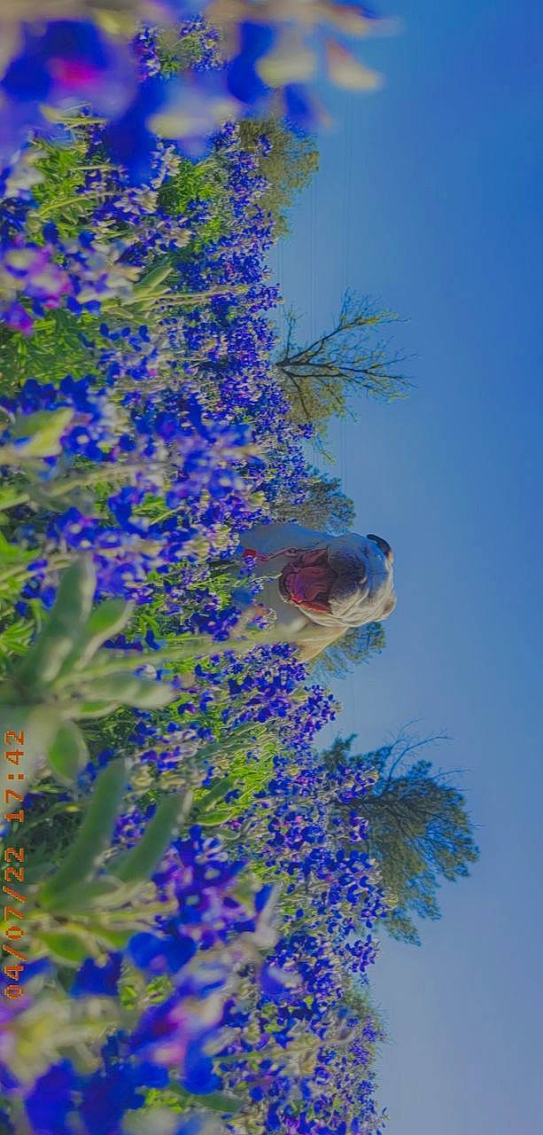 Abby is registered to the contest to win money with this photo: annual_plant, blue, branch, electric_blue, flower, flowering_plant, herb, herbaceous_plant, lavender, petal, plant, pole, purple, sky, spring, tree, twig, vegetation, wildflower, wisteria