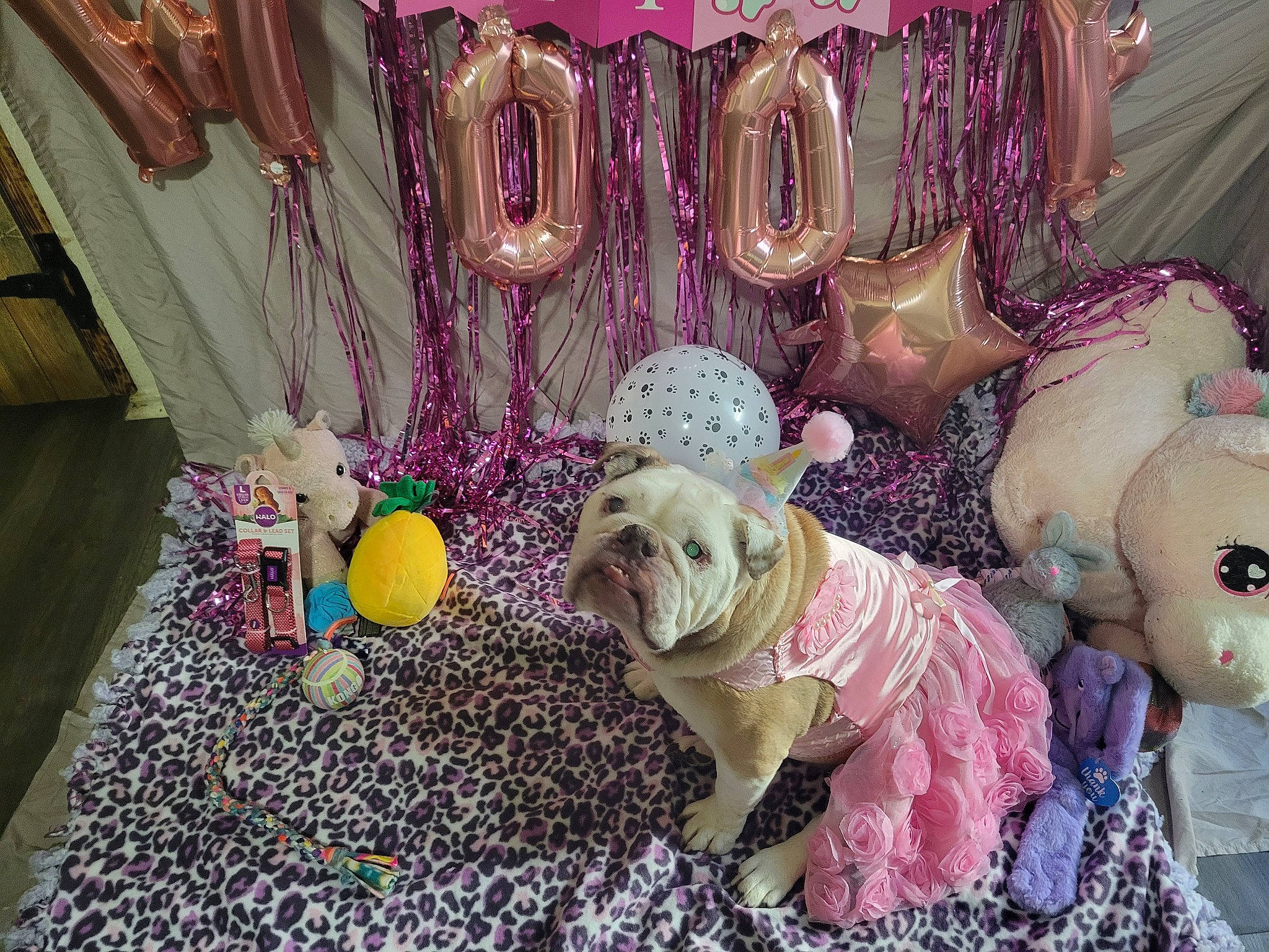 Abby is registered to the contest to win money with this photo: carnivore, companion_dog, curtain, decoration, dog, dog_breed, event, fawn, interior_design, linens, magenta, ornament, pink, plant, purple, room, sporting_group, textile, toy, toy_dog