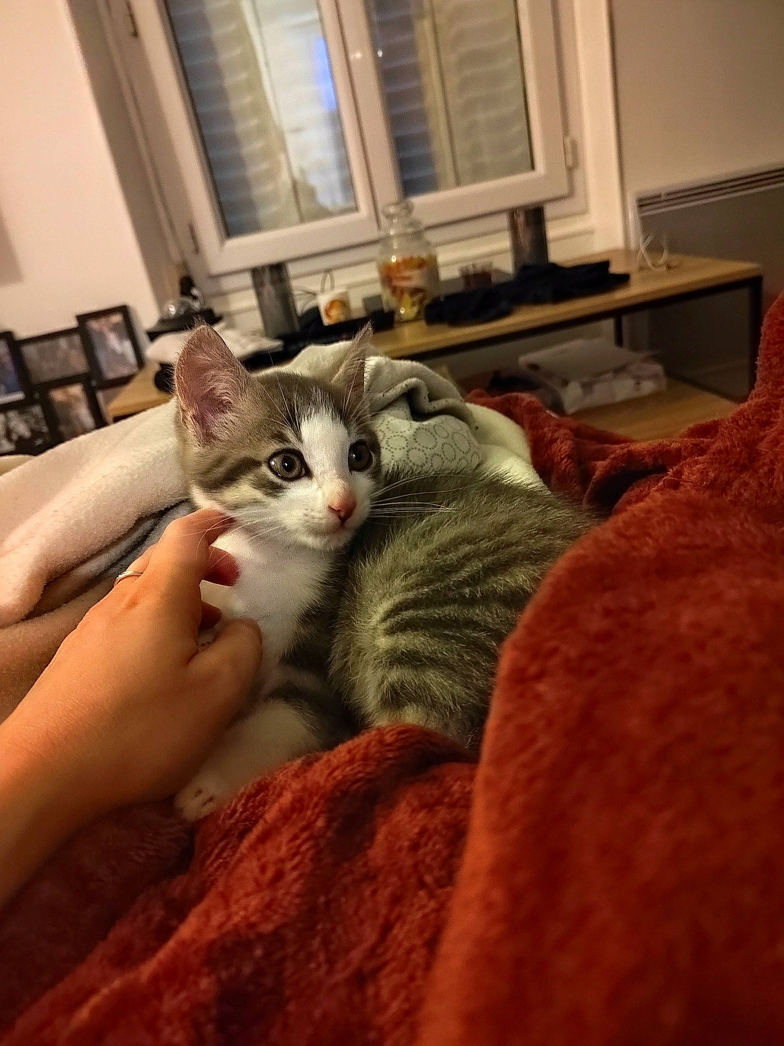 Snoopy a rejoint le concours — aidez-le/la à gagner de superbes lots ! carnivore, cat, comfort, couch, domestic_short_haired_cat, felidae, flooring, fur, linens, mammal, nail, paw, picture_frame, room, sitting, small_to_medium_sized_cats, textile, whiskers, window, wood