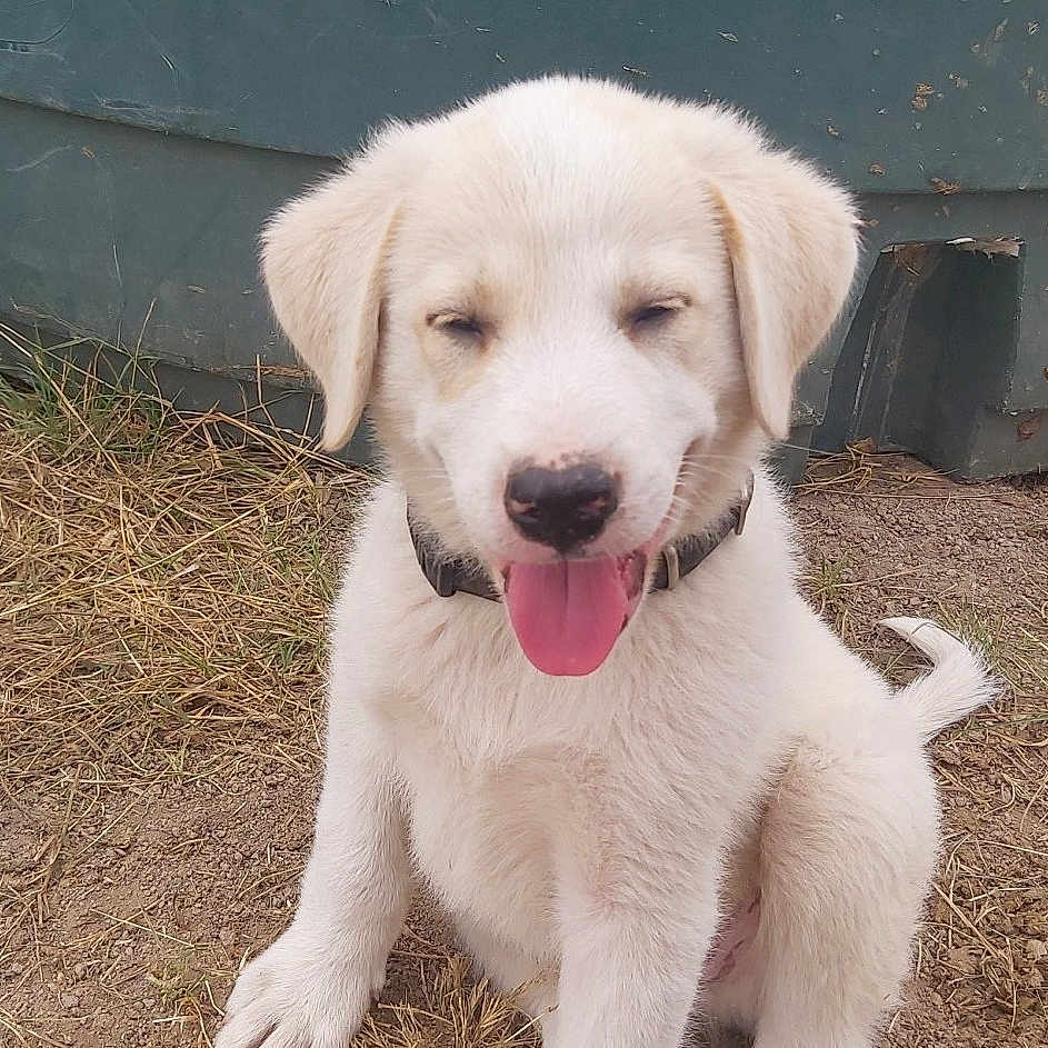 Ulk participe au concours pour gagner de l'argent avec cette photo : animal, ball, bodypart, canine, dog, eskimodog, goldenretriever, grass, hound, husky, labradorretriever, mouth, person, pet, plant, puppy, sport, tennis, tennisball, whitedog