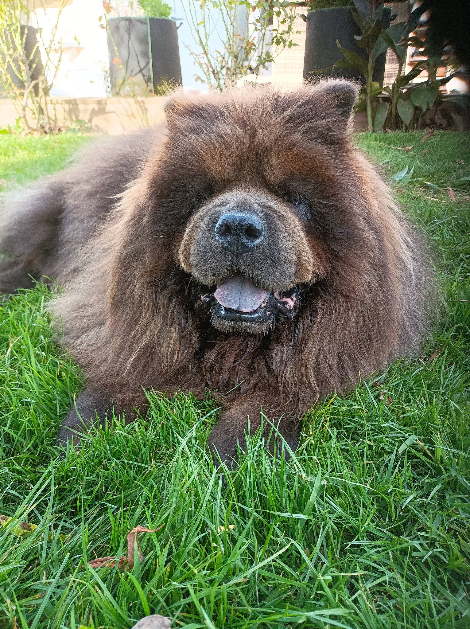 Island a rejoint le concours — aidez-le/la à gagner de superbes lots ! ancient_dog_breeds, canidae, carnivore, companion_dog, dog, dog_breed, fawn, fur, grass, liver, plant, snout, sporting_group, terrestrial_animal, whiskers, wildlife, working_animal, wrinkle