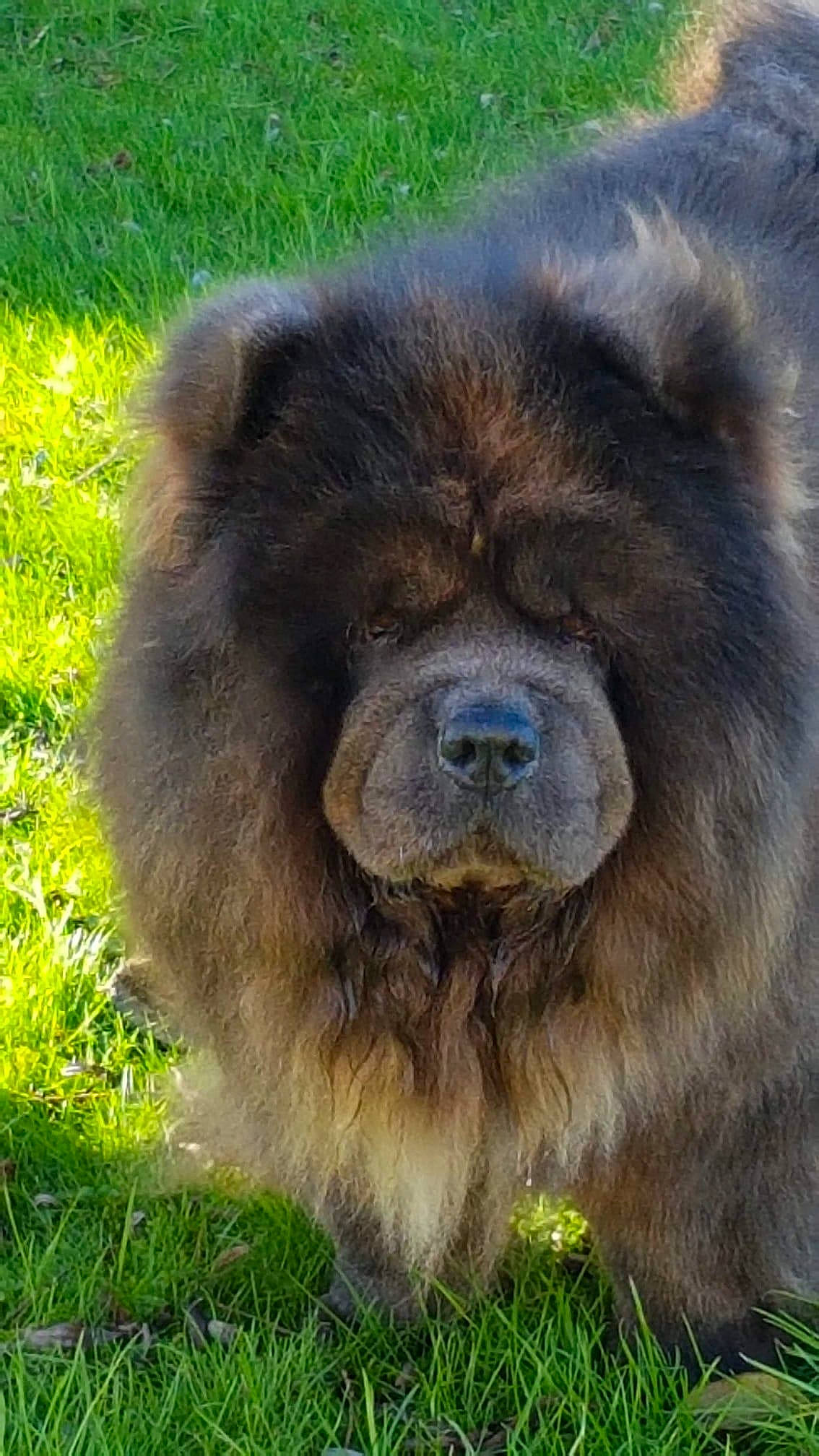 Island participe au concours pour gagner de l'argent avec cette photo : ancient_dog_breeds, canidae, carnivore, companion_dog, dog_breed, fur, grass, grassland, plant, snout, sporting_group, terrestrial_animal, wildlife, working_animal