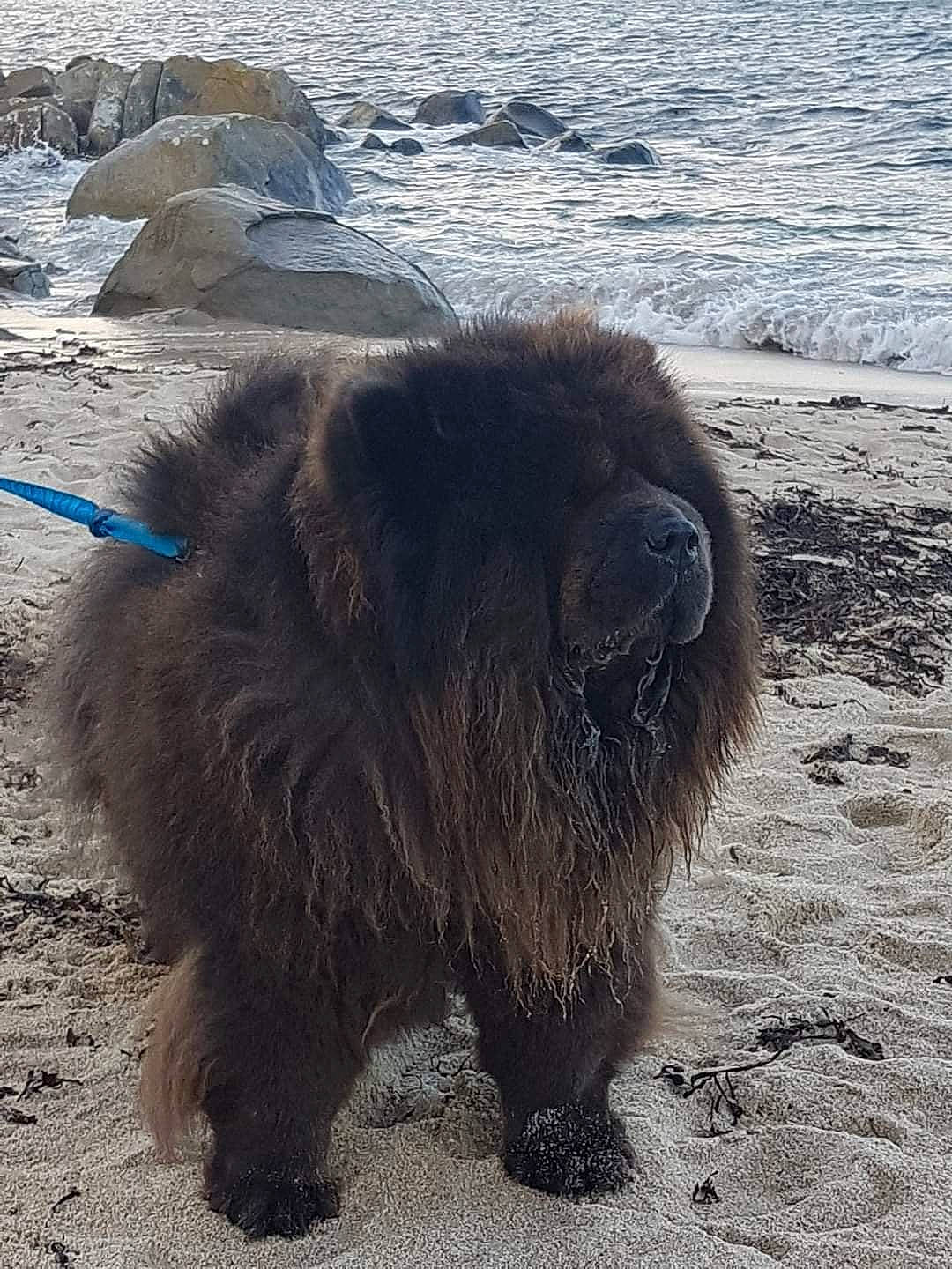 Island a rejoint le concours — aidez-le/la à gagner de superbes lots ! beach, bison, bovine, bull, dog_breed, fur, horn, landscape, livestock, masai_lion, muskox, ocean, rock, snout, tail, terrestrial_animal, water, wildlife, working_animal, yak