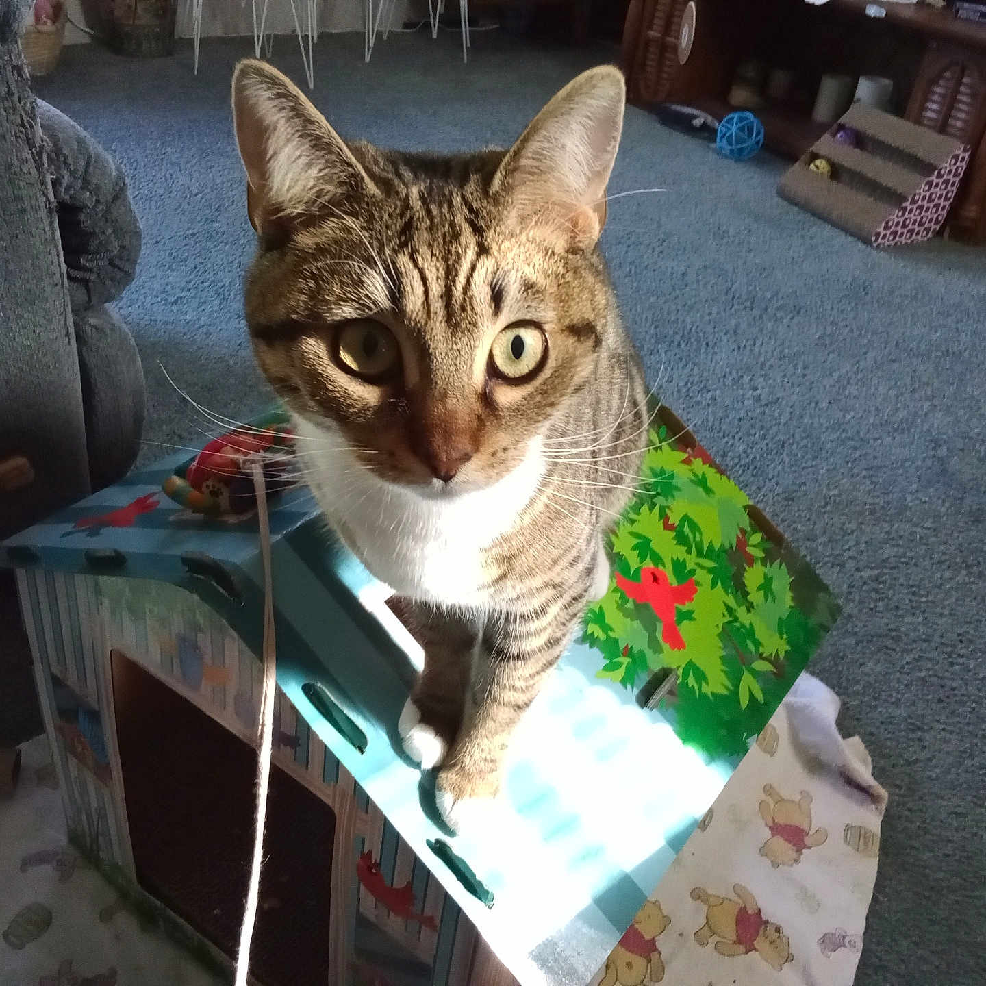 Jasmine joined the competition — help win amazing prizes! abyssinian, animal, architecture, box, boy, building, cat, chair, child, couch, den, furniture, indoors, livingroom, male, manx, person, pet, room, wood