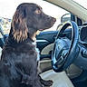 Finn joined the competition — help win amazing prizes! dog, chocolate_color, sitting, car_interior, steering_wheel, beige_seat, window, looking, pet, canine, side_view, fur, ears, paw, dashboard, vehicle, leather_seat, daylight, domestic_animal, companion