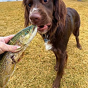 Finn joined the competition — help win amazing prizes! dog, fish, hand, grass, outdoor, pet, animal, brown_dog, nature, tree, field, curious, muzzle, collar, tag, nibble, daytime, person_hand, canine, wildlife